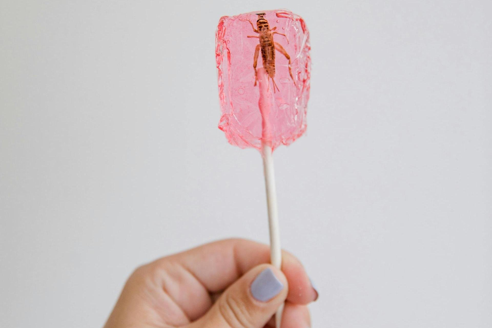 Nowe Idee. Kultura jedzenia zamiast kultury lęku, czyli o świerszczach na talerzu