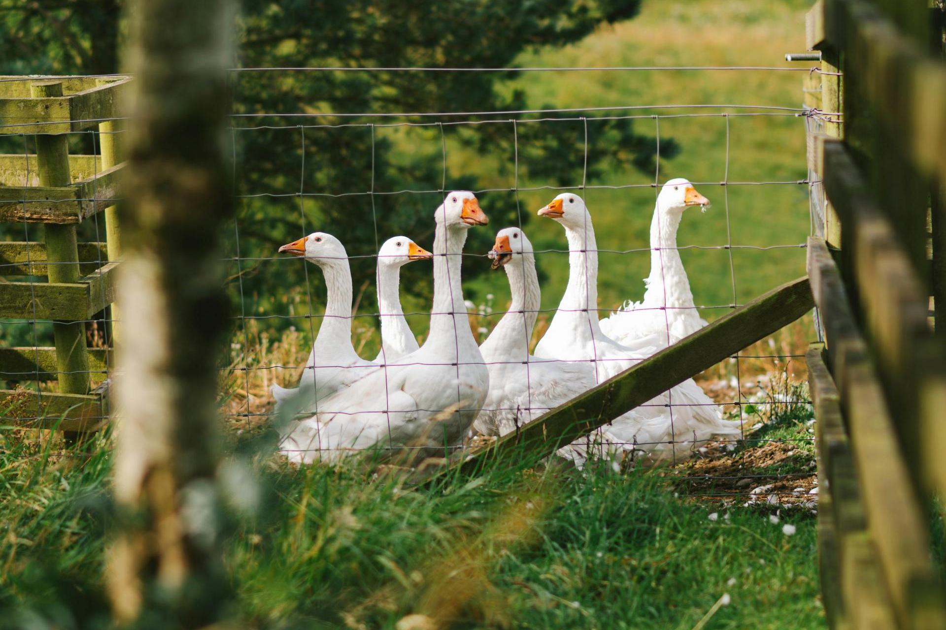 "Na świętego Marcina dobra gęsina"