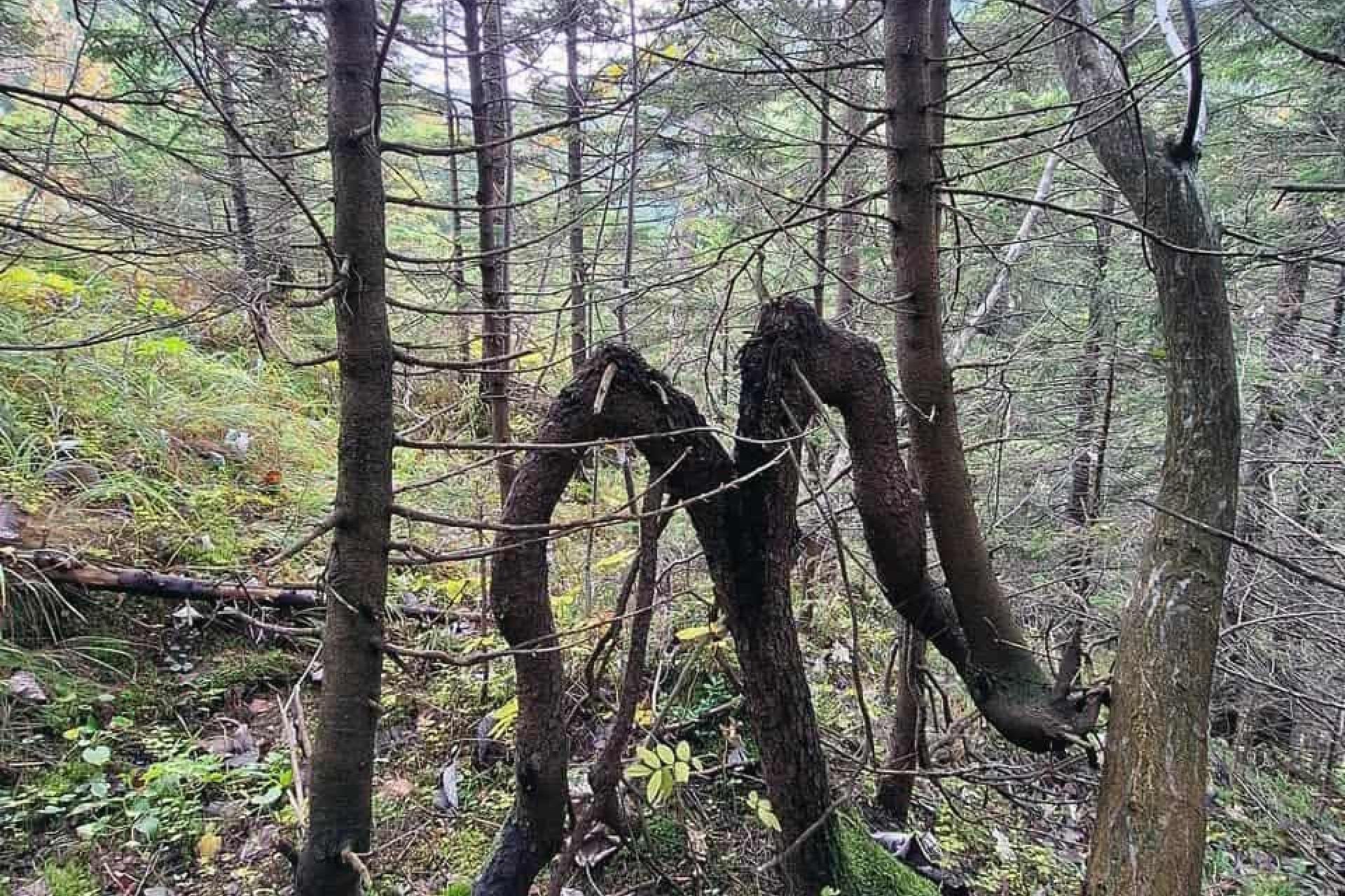 Nietypowy świerk w Tatrach. Drzewo "złamało się", ale przez cały czas rośnie