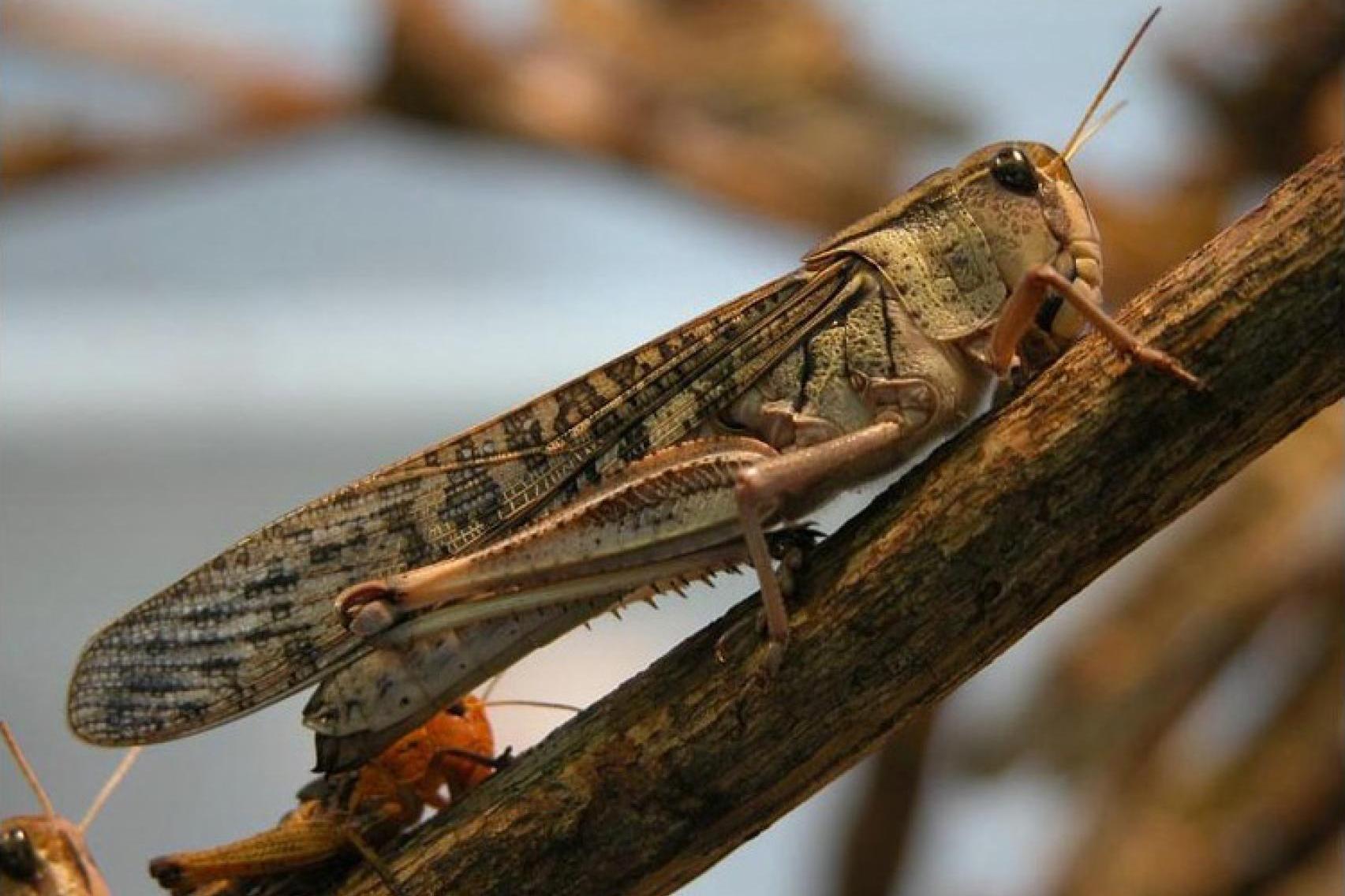 Czy szarańcza ma jakieś zalety?