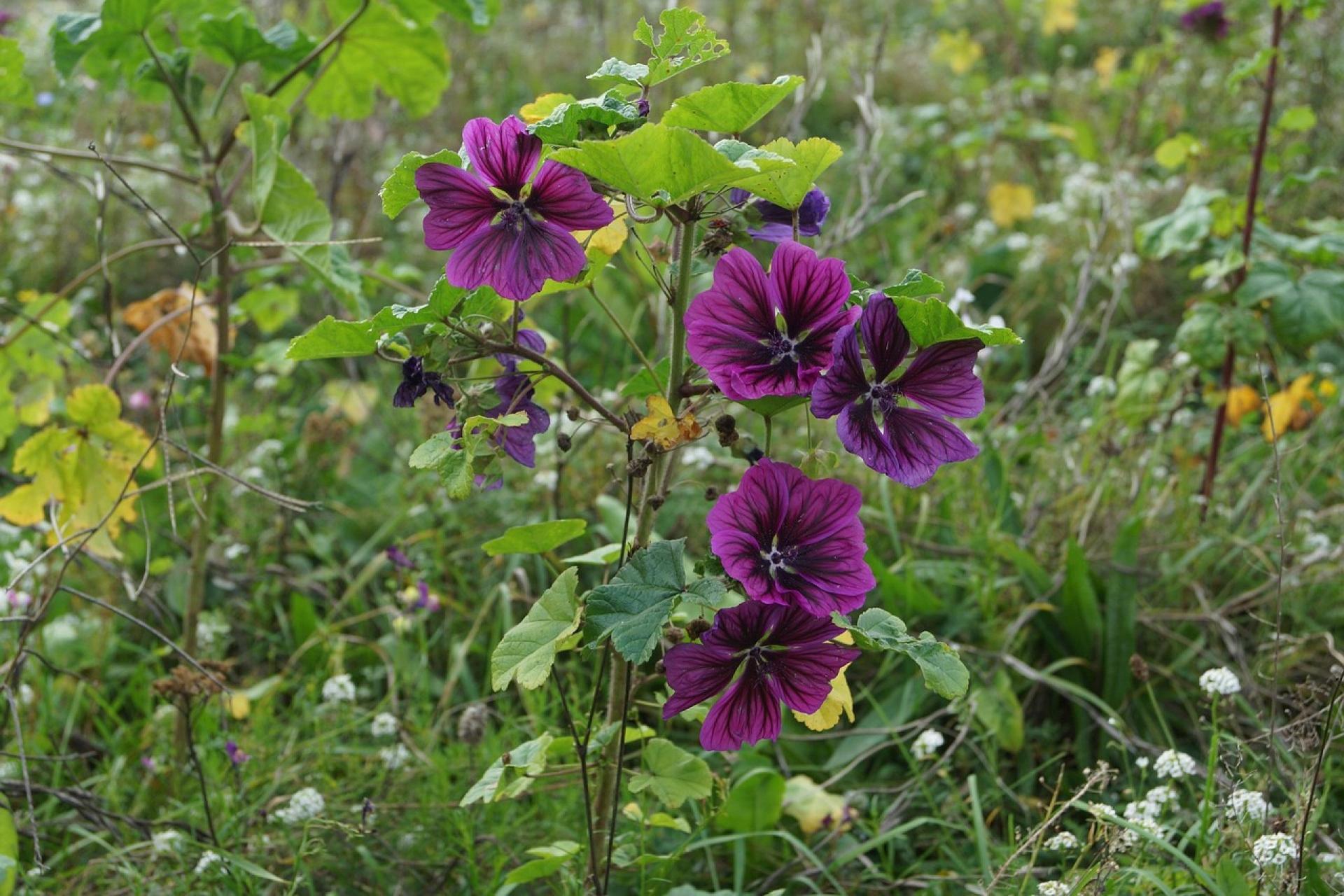 Wadowice odbetonowują miasto. Trwa montaż zielonych przystanków z roślinami na dachach