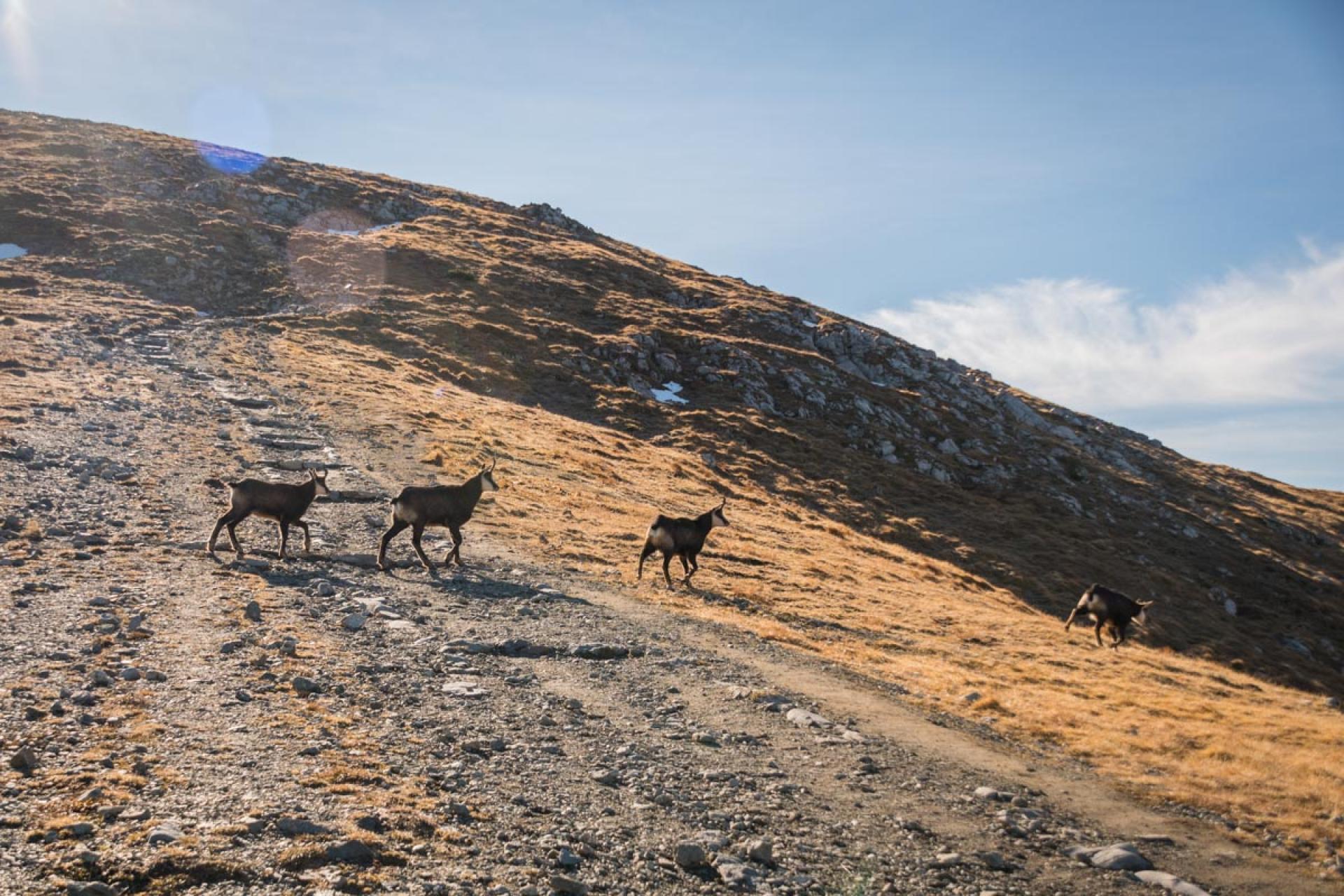 Jedna, dwie, trzy... Ruszyło jesienne liczenie kozic w Tatrach