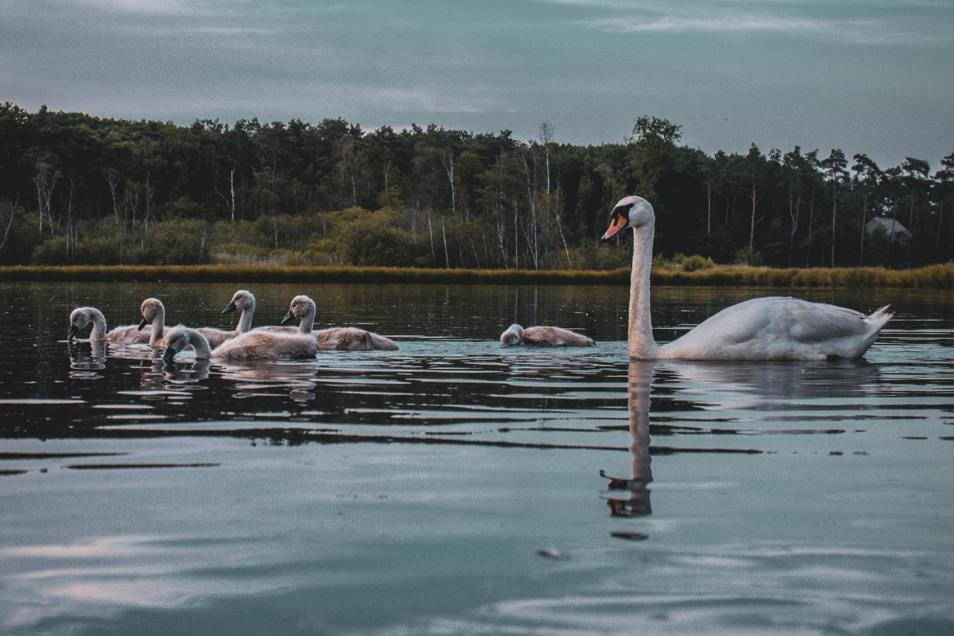 Ptasia grypa powodem padnięcia trzech łabędzi pod Tarnowem
