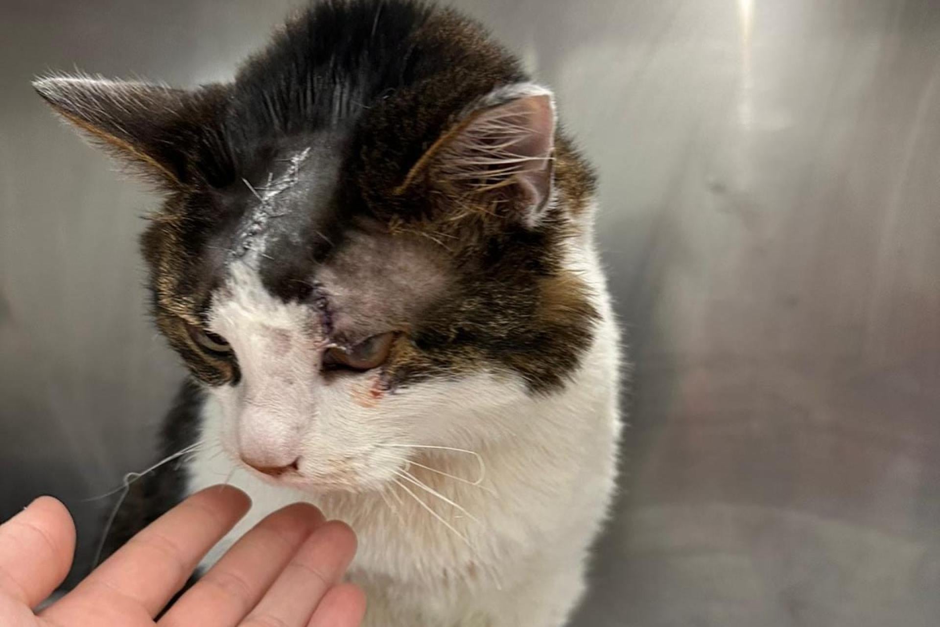 Skatował kota, bo ten zjadł kawałek boczku. Jest wyrok ws. Pandka