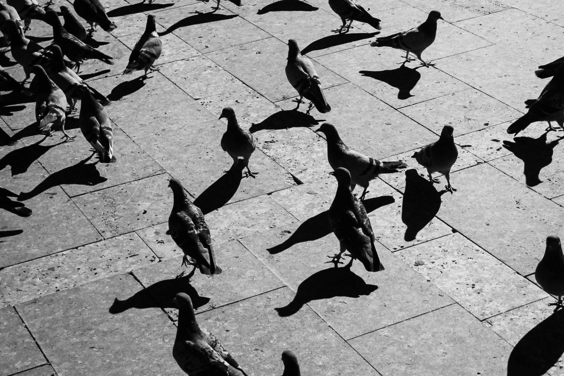 Resztki jedzenia, chleby, ziemniaki. Tarnów idzie na wojnę z osobami dokarmiającymi ptaki