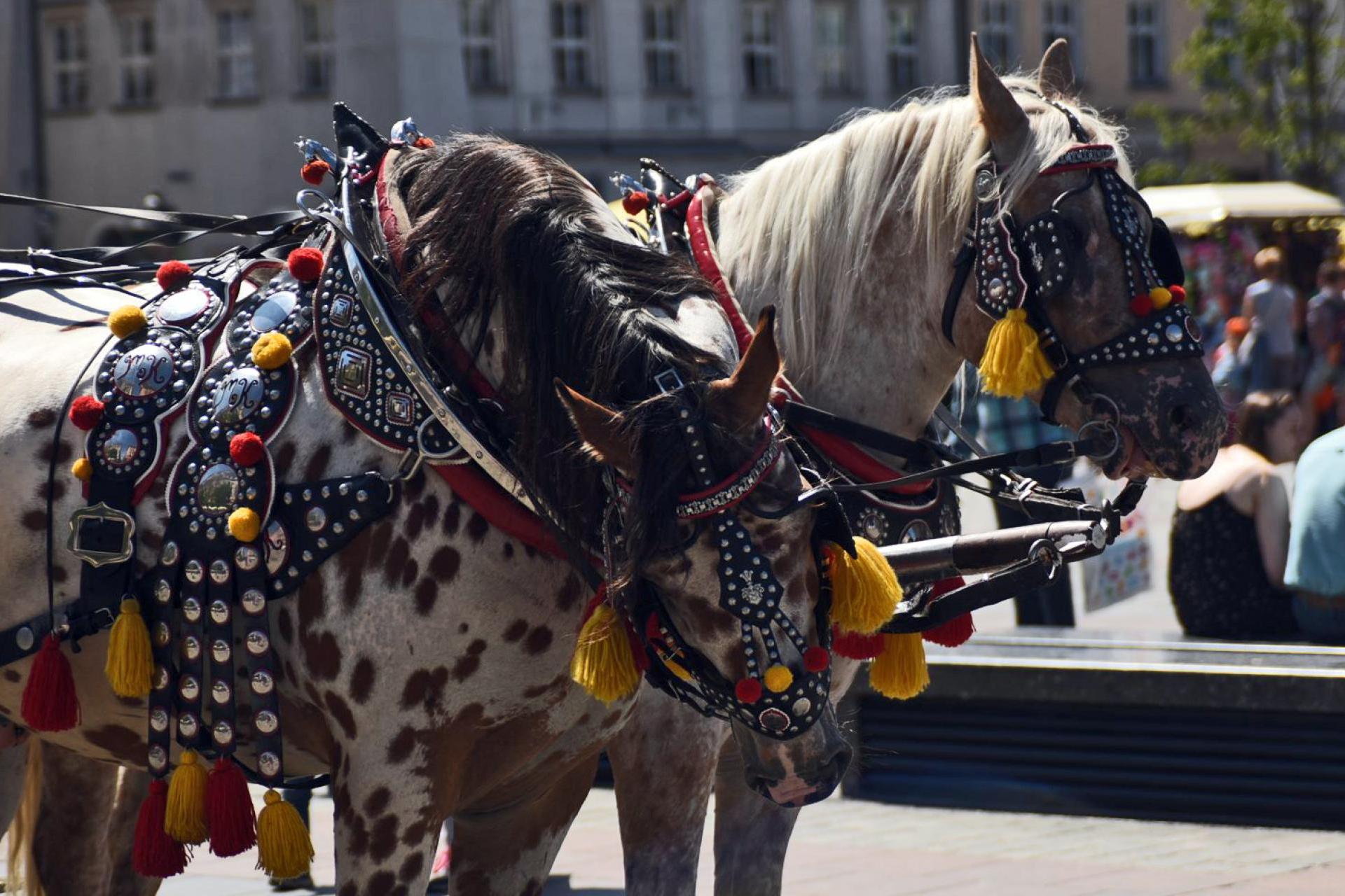 W Święto Niepodległości dorożką po Rynku się nie przejedziemy