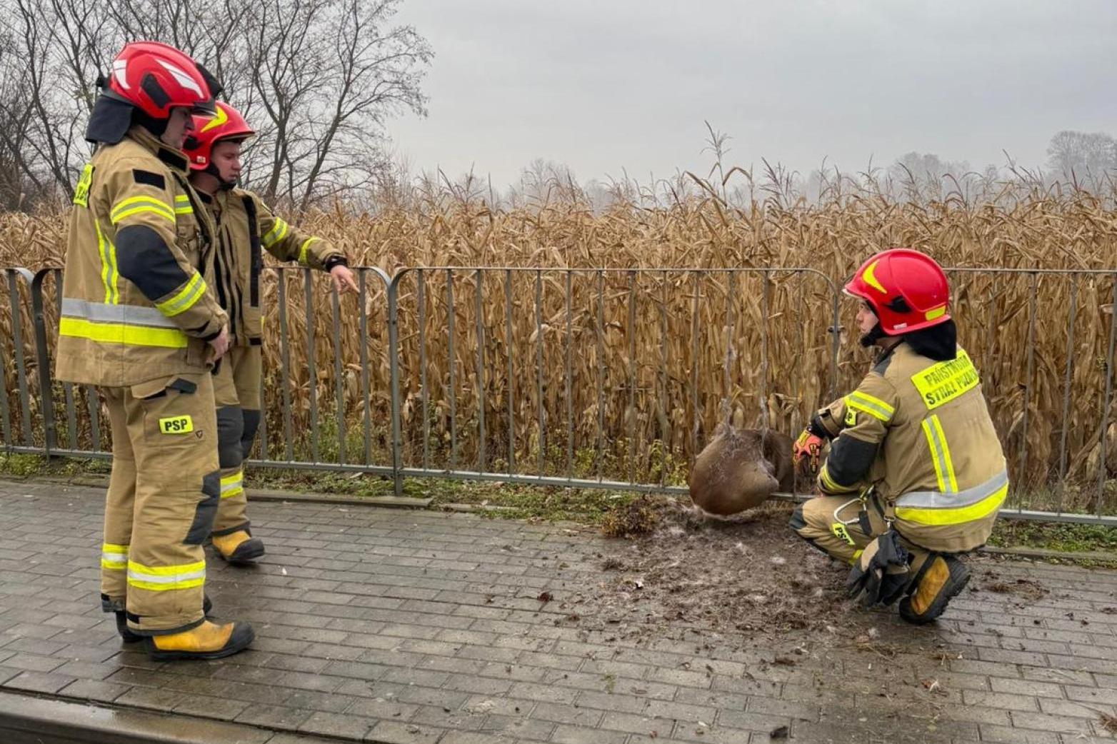 Strażacy i policjanci uwolnili uwięzioną sarnę