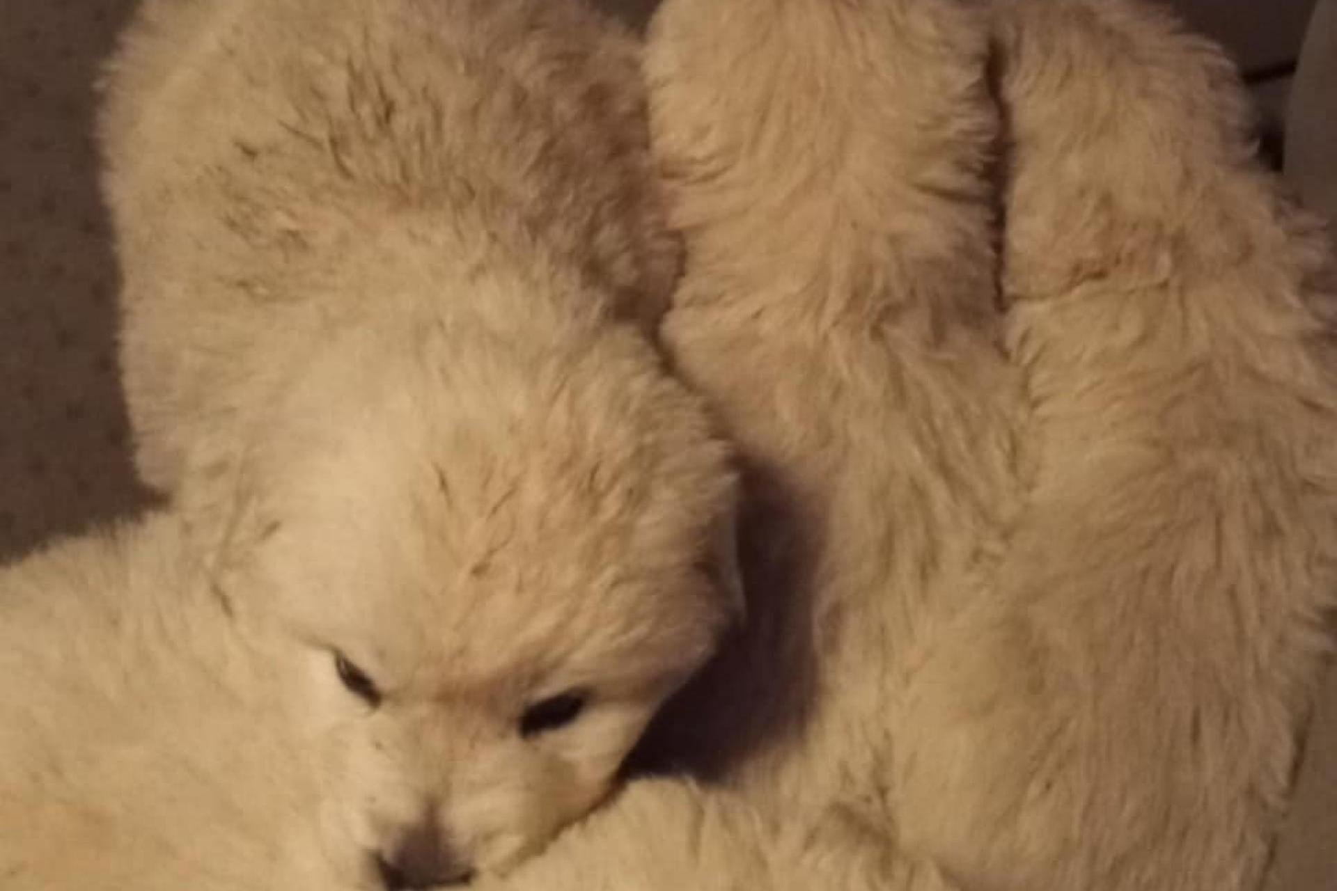 Porzucone szczeniaki cudem przeżyły noc na mrozie