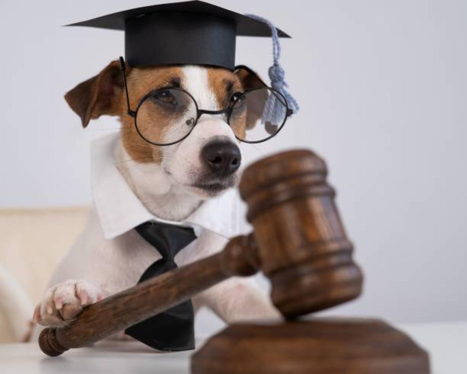 Zwierzęta i... paragrafy