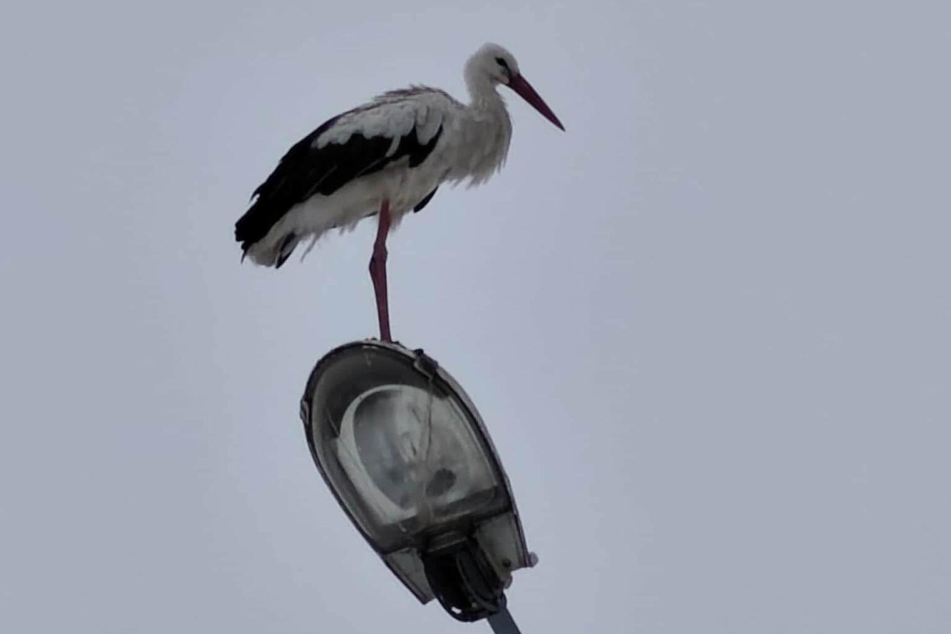 Mimo zimy, w regionie tarnowskim wciąż są bociany. "Takie przypadki się zdarzają"