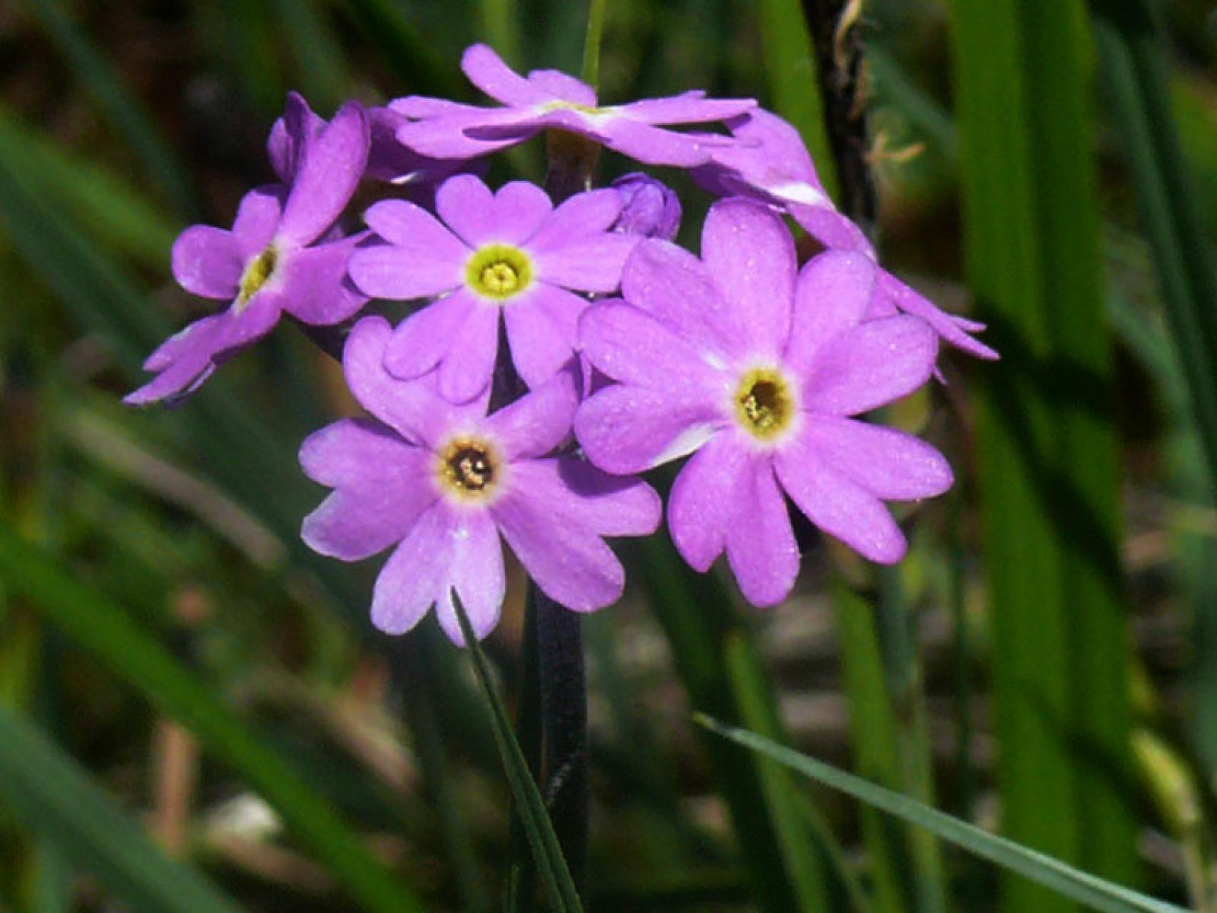 Nagroda NCN 2025 - nauki humanistyczne, społeczne i o sztuce