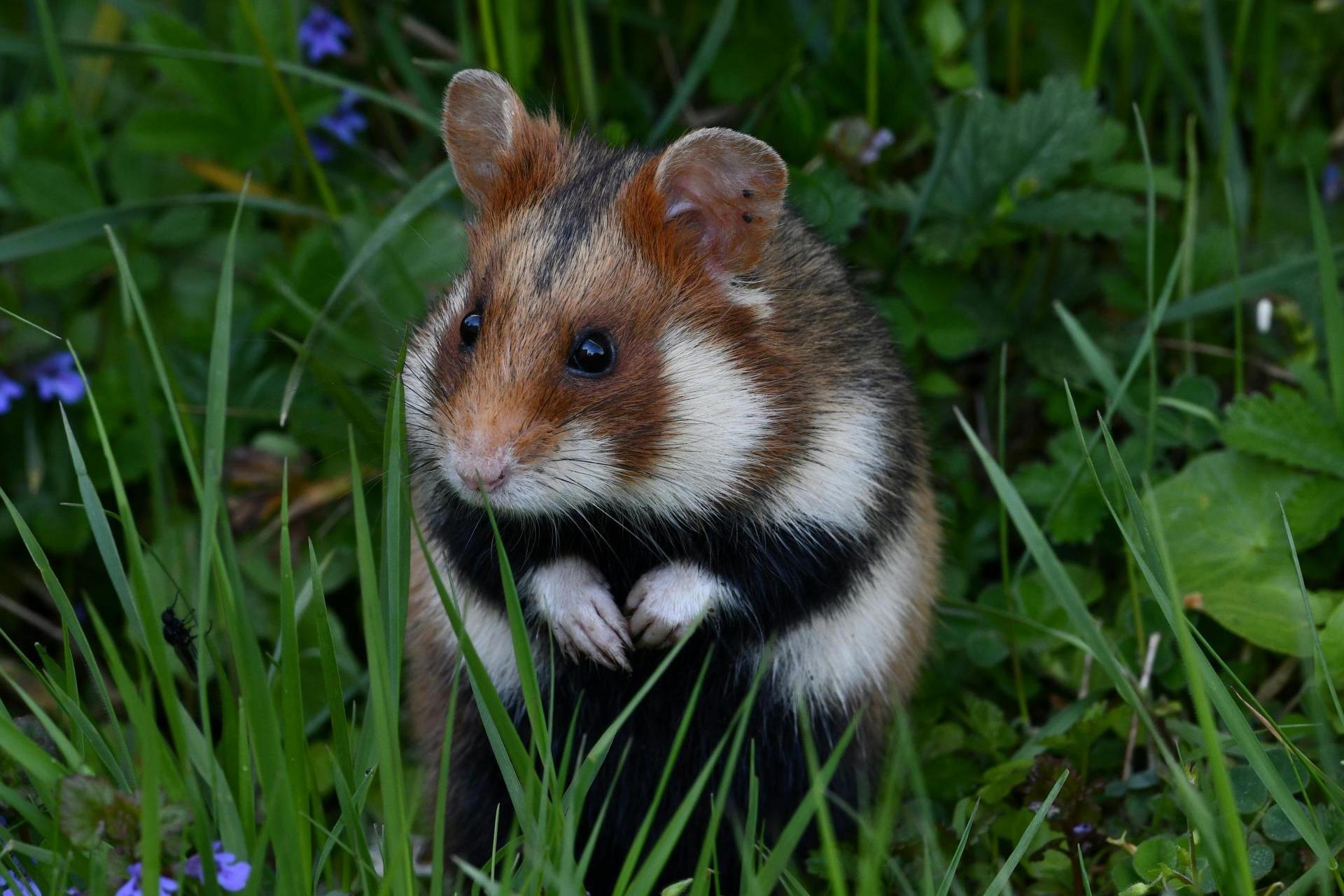 Chomik europejski w Krakowie pod ochroną. Miasto szykuje program ratunkowy