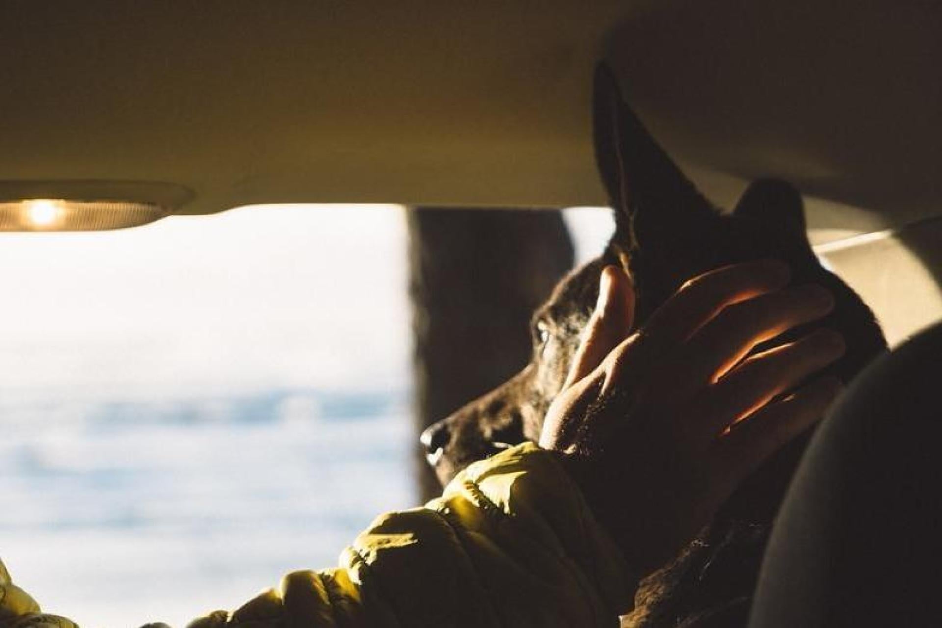 Pies skonał w nagrzanym aucie. Jest akt oskarżenia, Wojciech W. nie przyznaje się