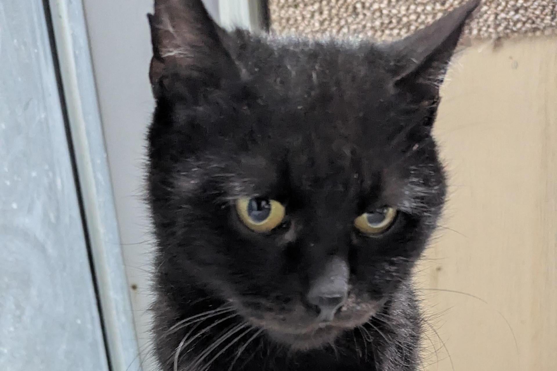 Kto zaopiekuje się Mareczkiem z trzema nogami? Tarnowski azyl dla zwierząt apeluje o adopcje kotów