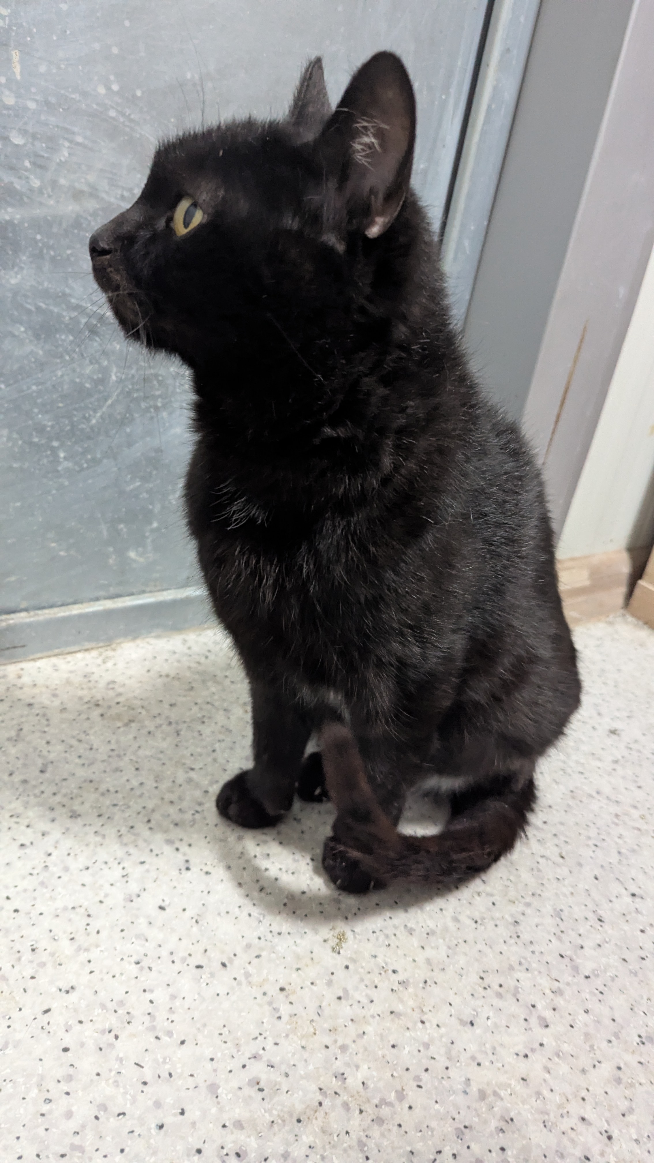 Mareczek. / fot: Tarnowski Azyl