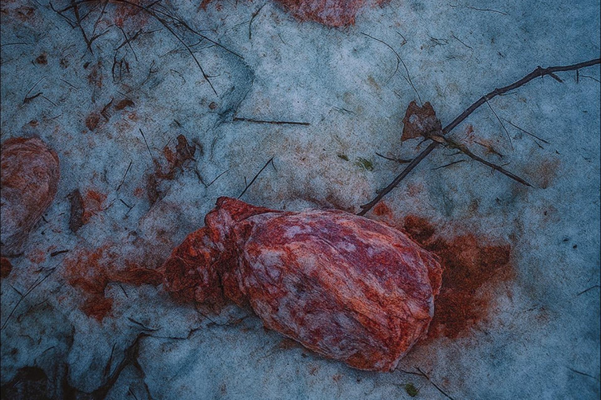 Bomba epidemiologiczna na terenie leśnictwa Szczawnica. Służby szukają sprawcy