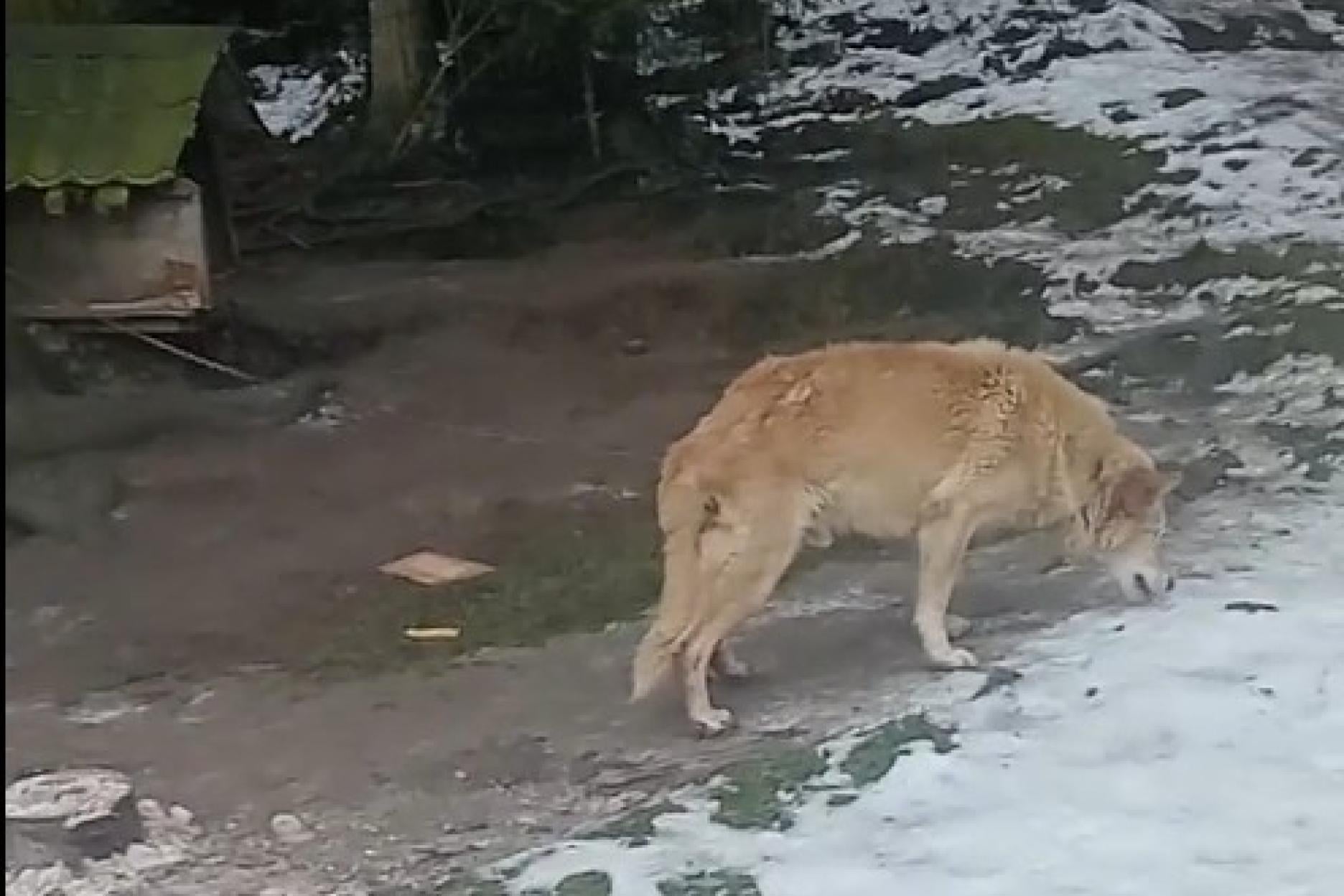 Przypięte łańcuchami do drzew, w ?budach? z palet. Dramatyczna interwencja krynickiego TOZ-u