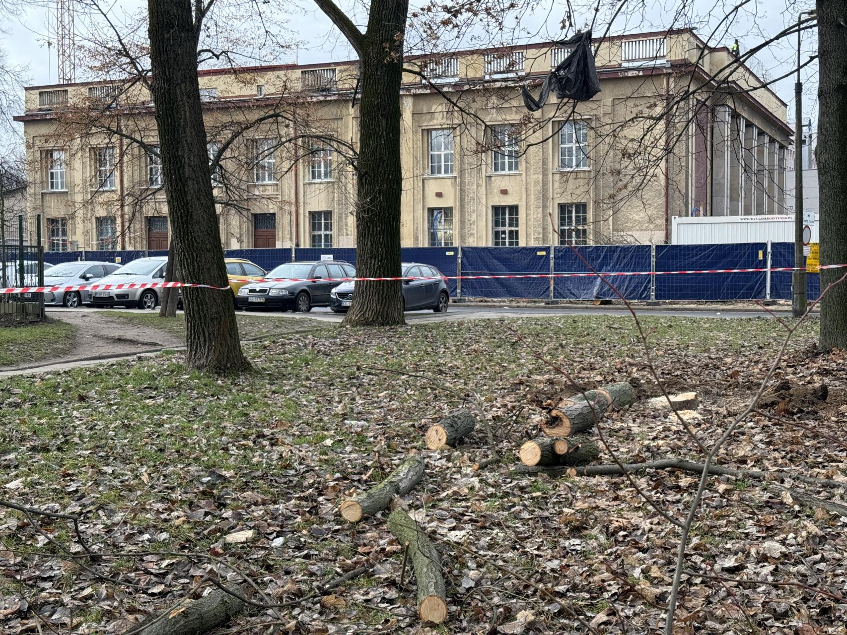 Aby muzeum mogło rosnąć, drzewa muszą zniknąć. Stare klony idą pod topór w Nowej Hucie