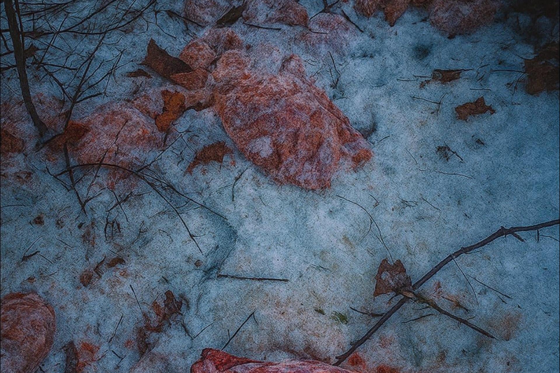 Sprawca porzucenia 130 kg mięsa w lesie przyznał się do winy. Został ukarany grzwną w wysokości 500 zł