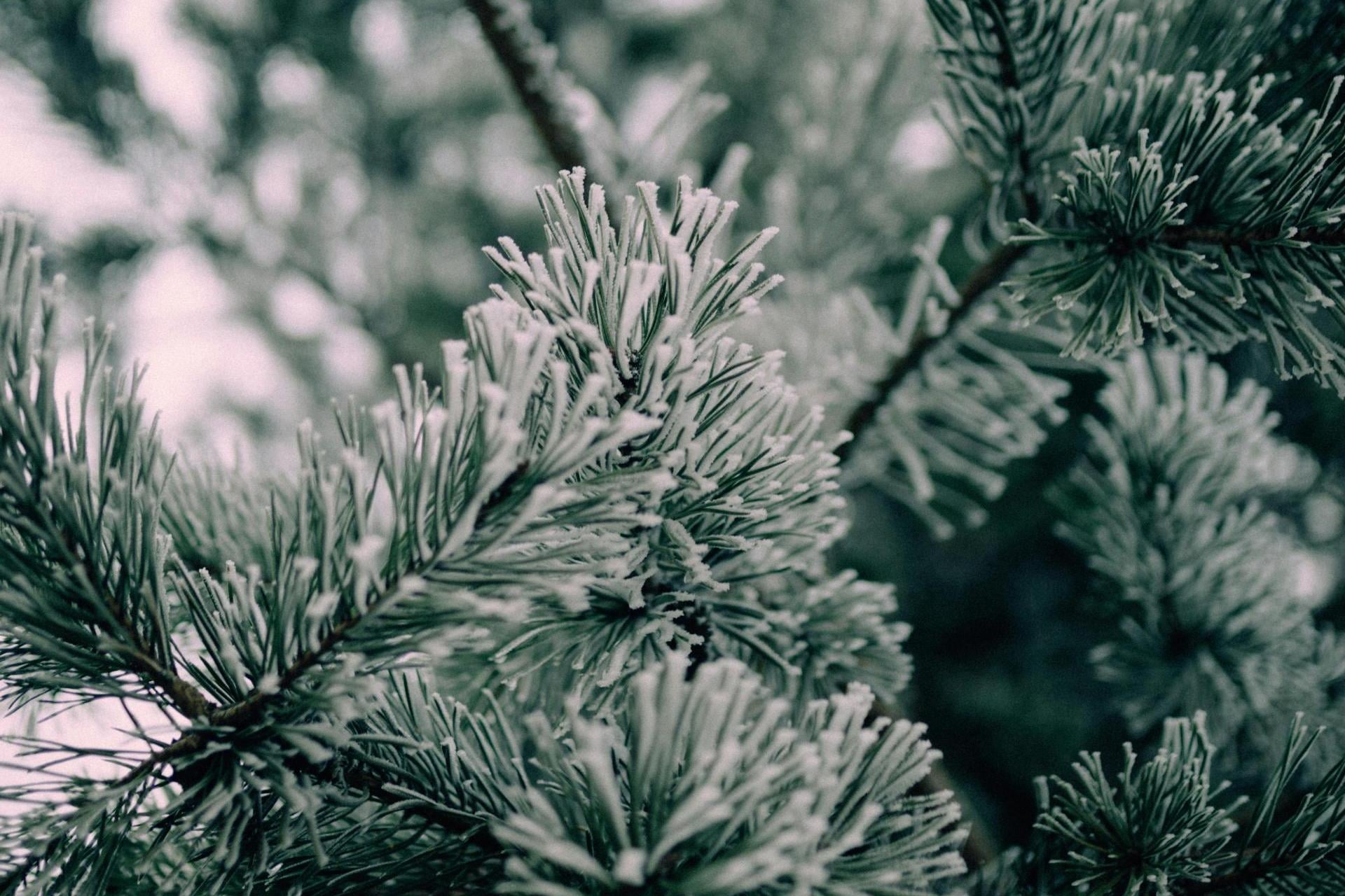 Choinka prosto z lasu? Jedź do nadleśnictw Małopolski Zachodniej