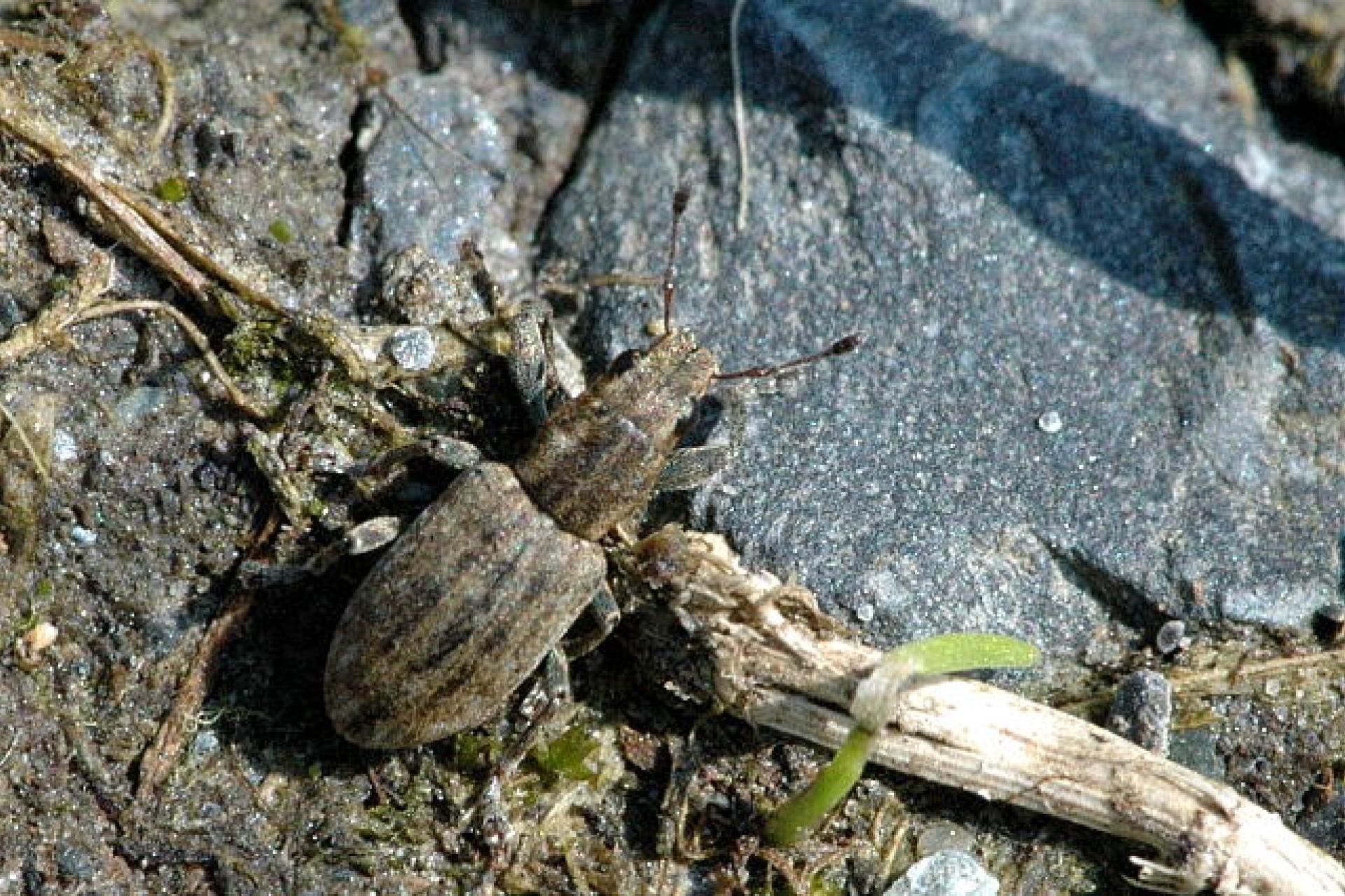 Drzemie w każdym stworzeniu, choćby bardzo drobnym, pragnienie, by uczynić świat wokół ozdobnym