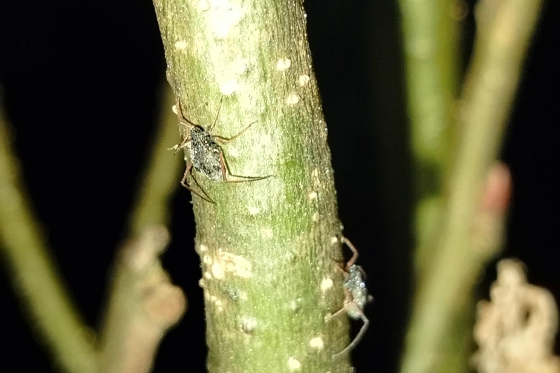 Niechciany gość na choince. Każdy może pomóc w walce z inwazyjną mszycą