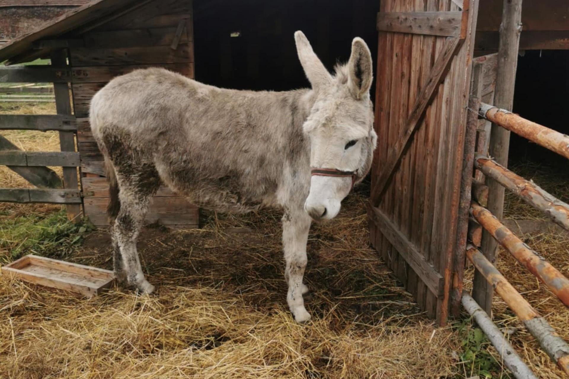 Paśnik nie był wystarczająco mocny, trzeba zrobić nowy. W Tarnowie znowu będzie żywa szopka