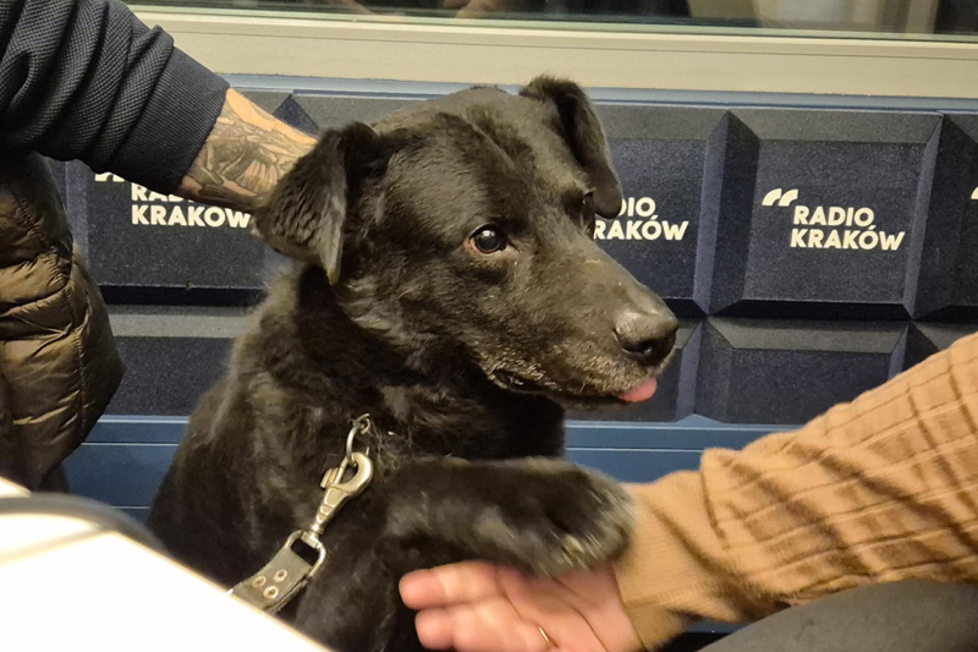 Czarek - "nietrudny przypadek" w audycji o tych trudnych...