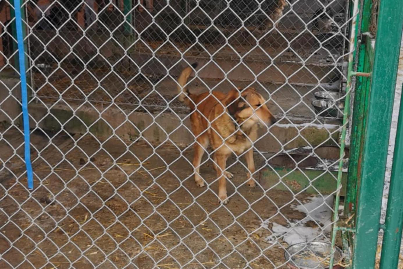 ?Mrozy? otwierają domy i serca dla psów. Duże zainteresowanie adopcjami w Krakowie i Tarnowie