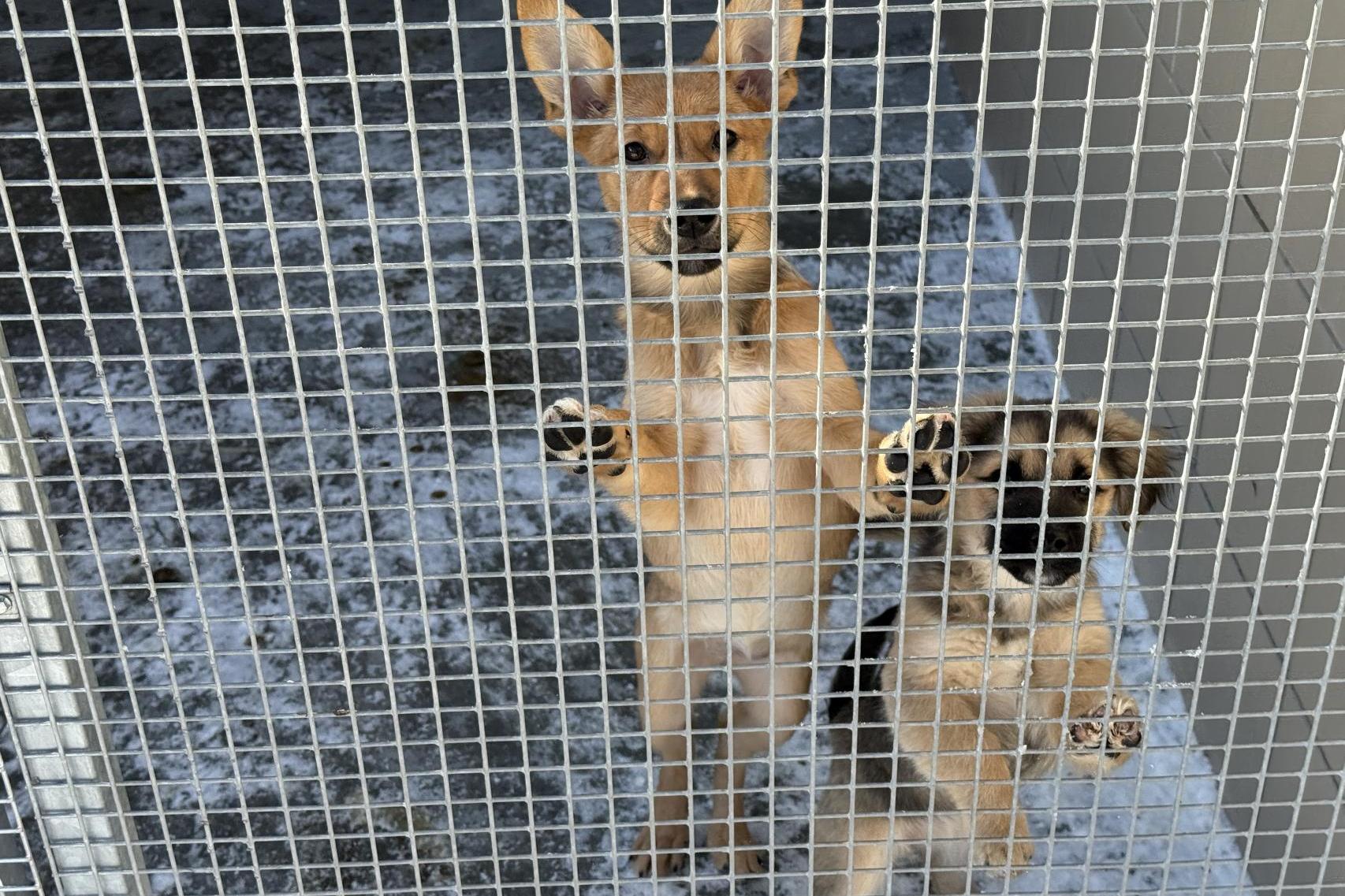 Wolontariusze przegrywają z pogodą. Krynickie schronisko z pilnym apelem