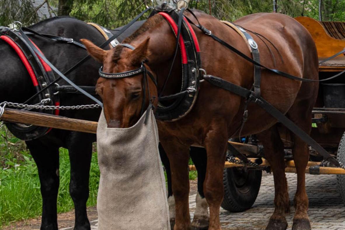Konne zaprzęgi także na Słowacji. TANAP udostępnia zamknięty dotąd fragment Tatr
