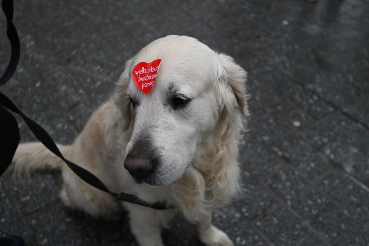 Finał WOŚP w Krakowie. Zobacz, co będzie się działo w mieście