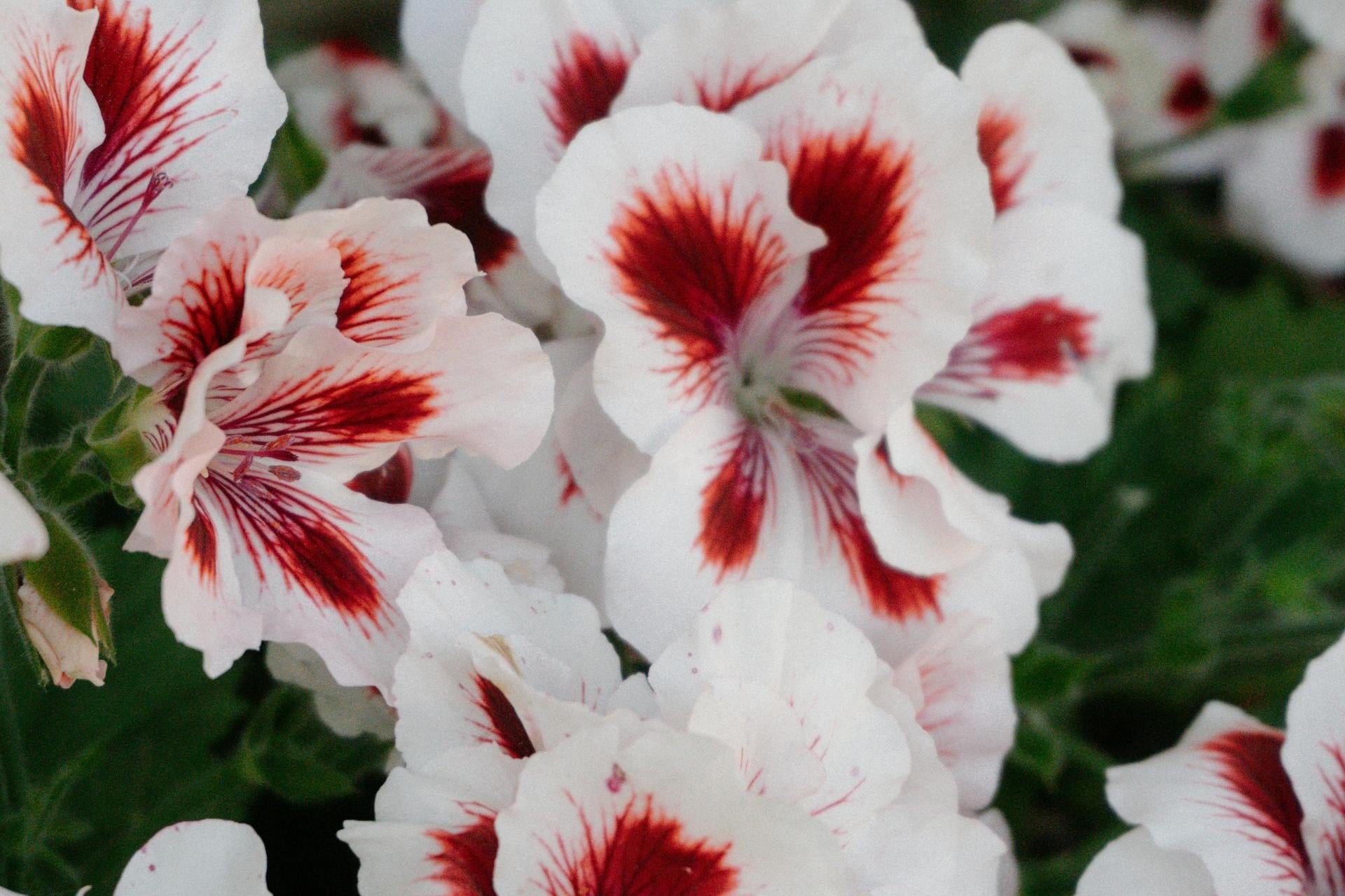 Eurokołchoz kontra pelargonia. Jak rodzi się ekologiczny fejk?