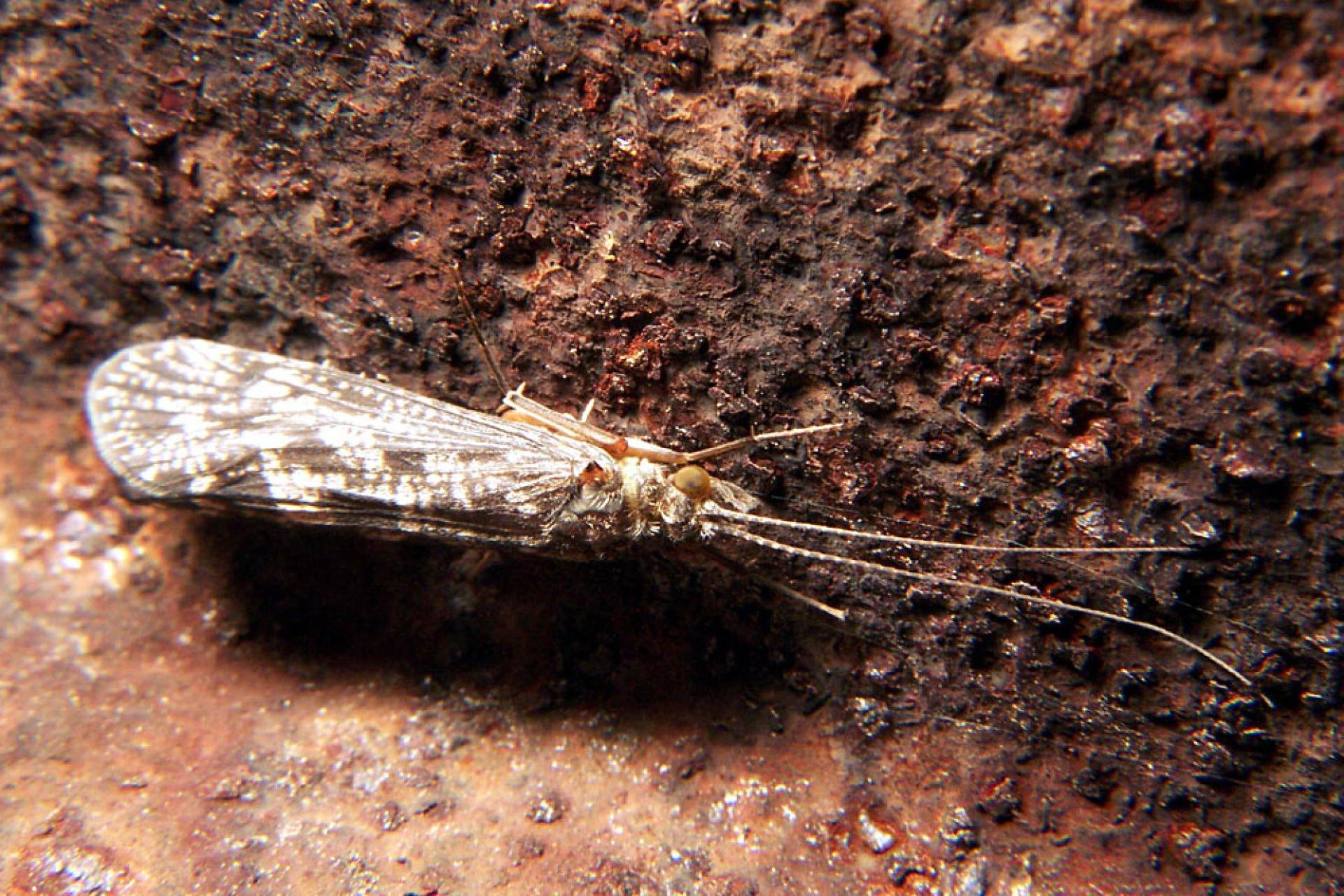 Chruścik wszędzie taszczy go ze sobą