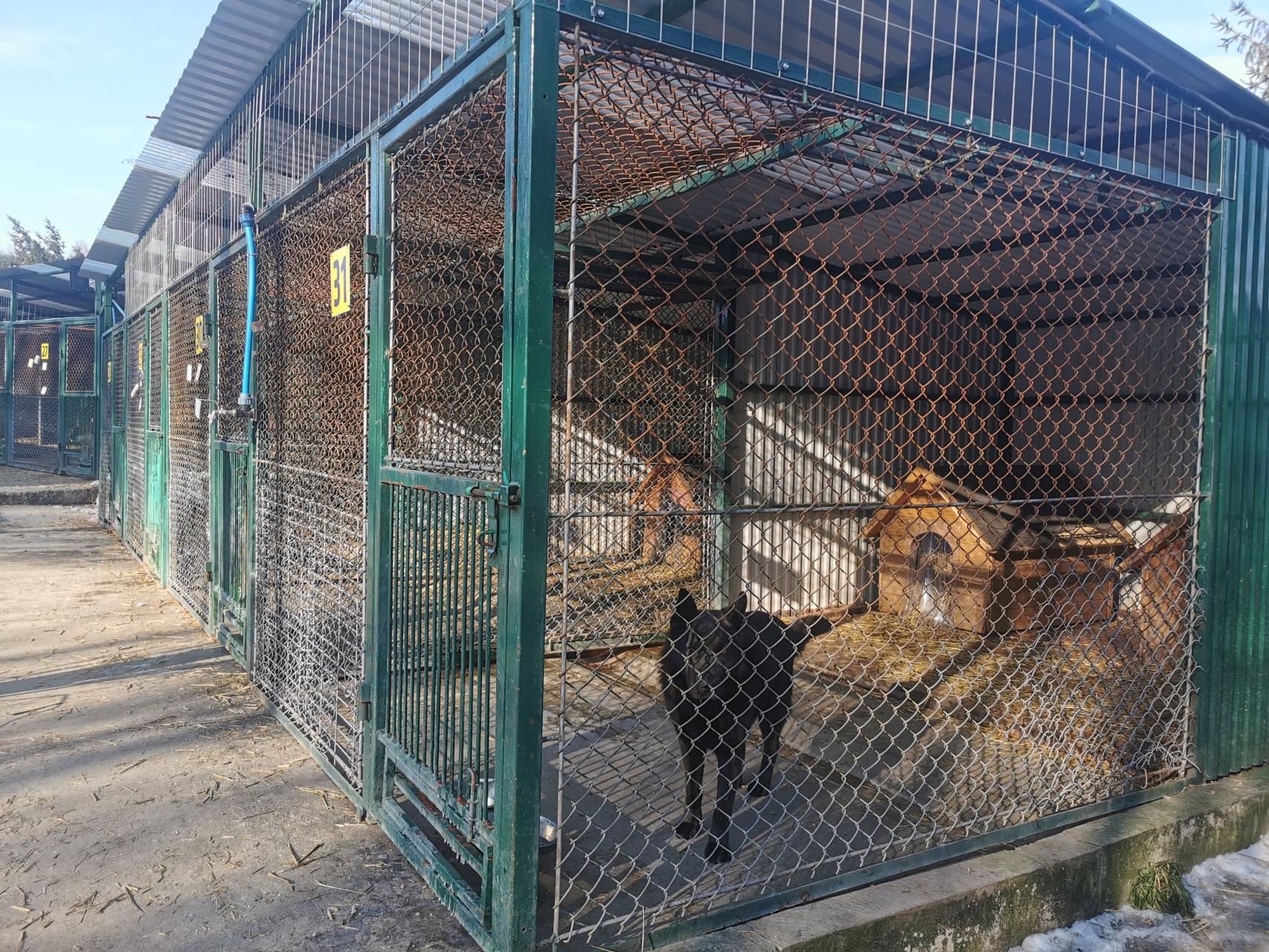 Tarnowski Azyl dla zwierząt organizuje akcję adopcyjną. W wyborze czworonoga pomoże behawiorysta