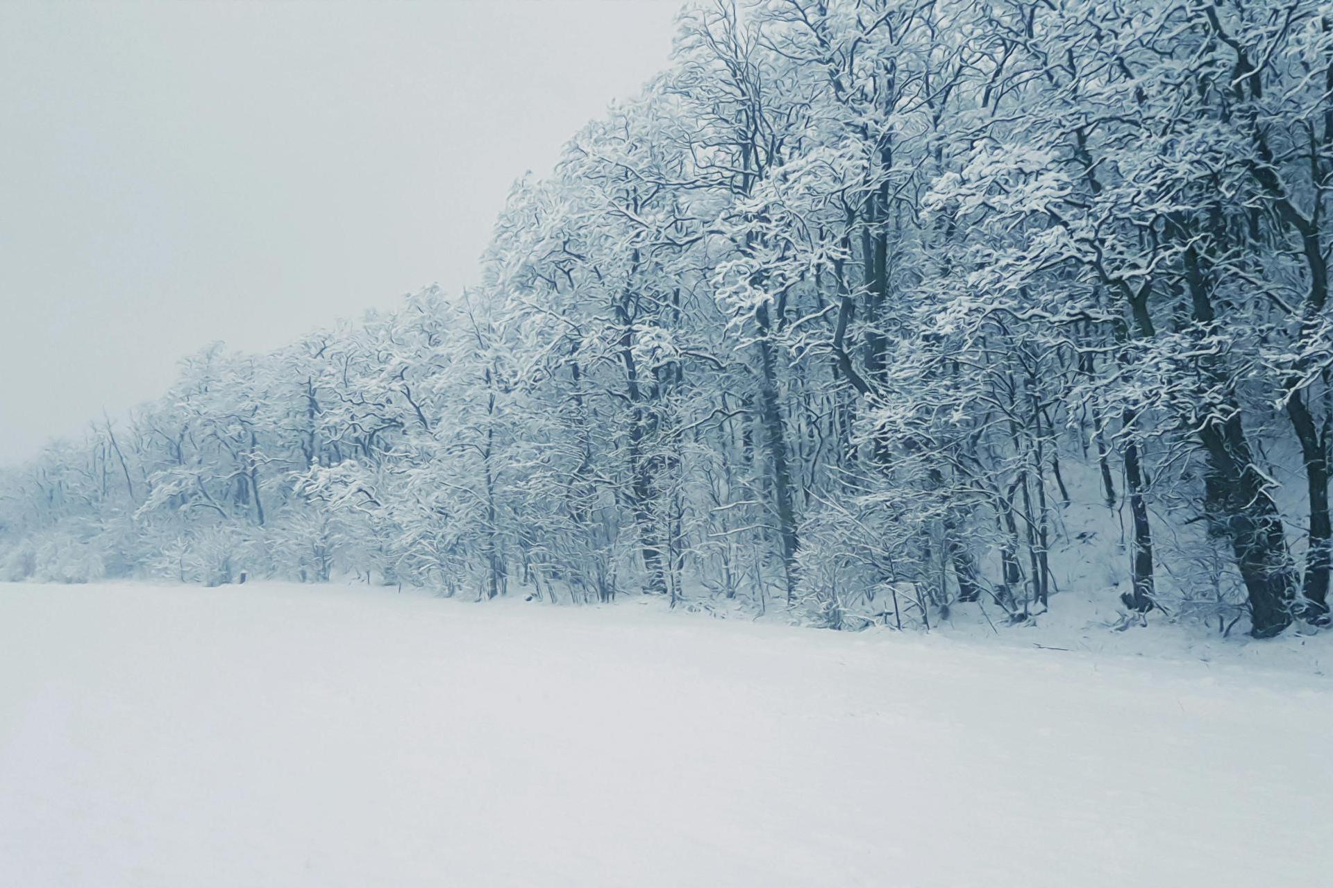 Trzaskające mrozy czy hollywoodzka eksplozja? Prawda o ?wybuchających? drzewach