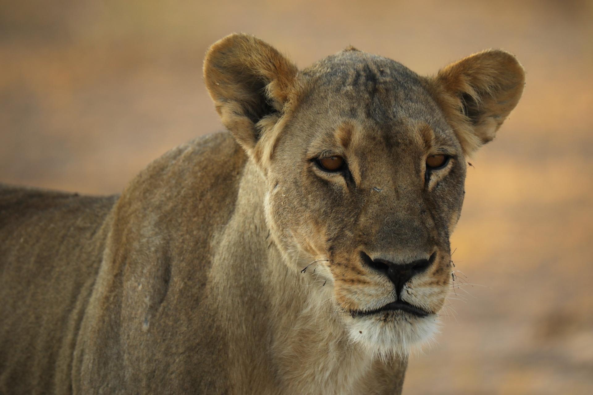 Afrykańskie Safari - przygoda i "terapia przez zanurzenie"