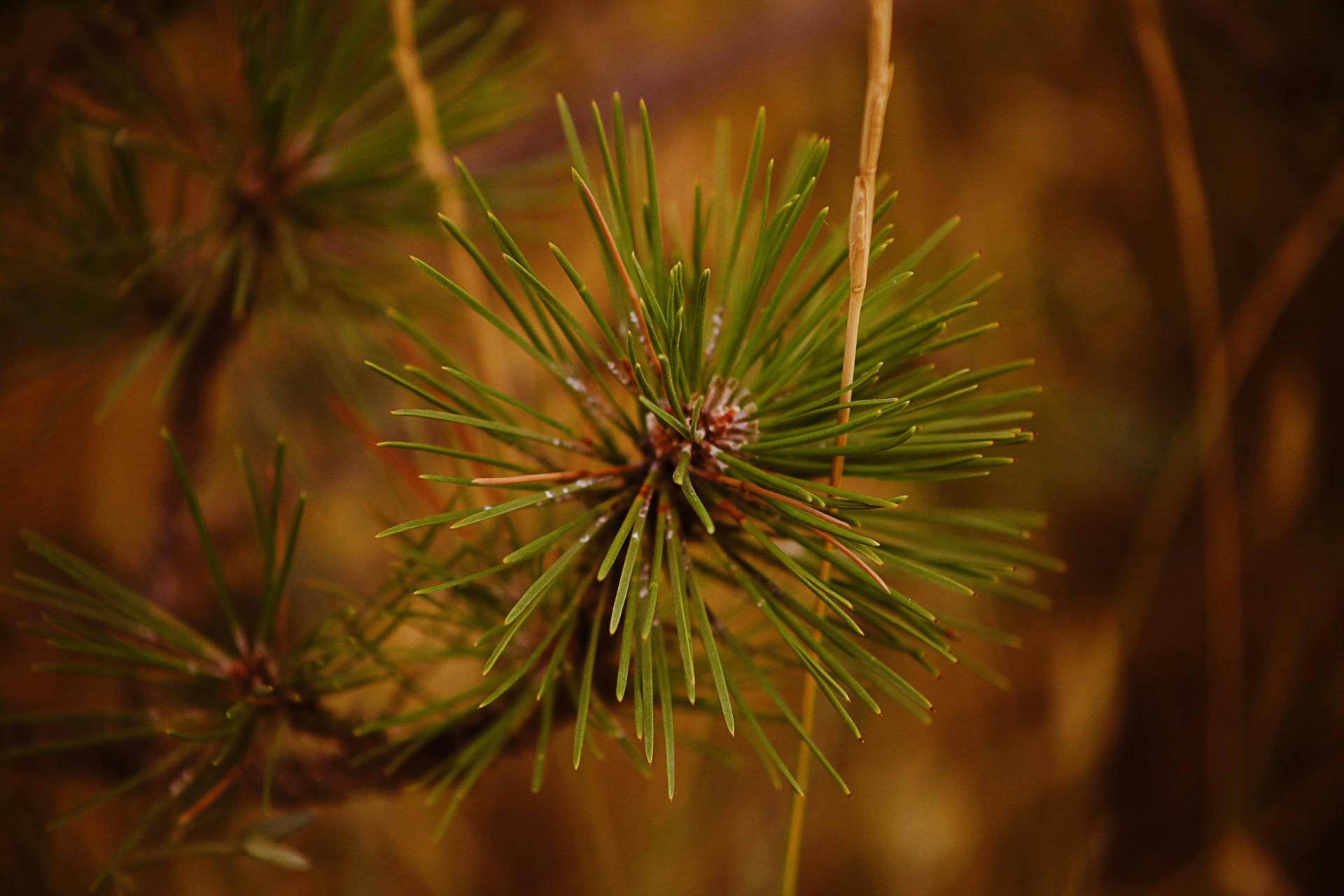 O 30 proc. szybciej. Tak zmienia się tempo wzrostu polskich lasów