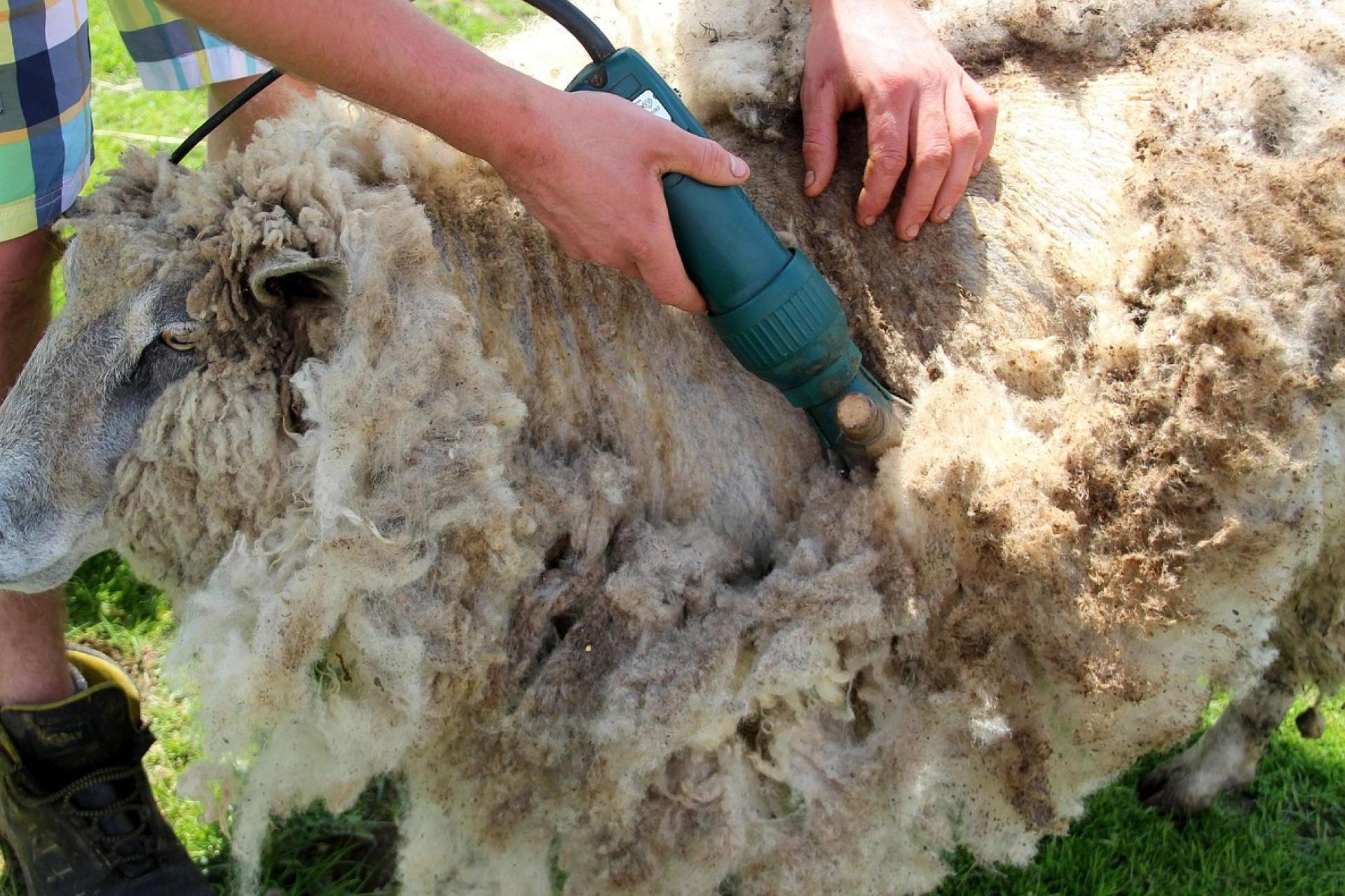 Rusza nabór na kursy baców i juhasów ? w zawodzie przybywa kobiet