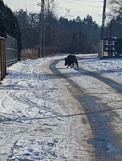 Dzik spotkany w drodze do szkoły przy ulicy Kasztanowej w Chrzanowie. Fot. mieszkanka Chrzanowa