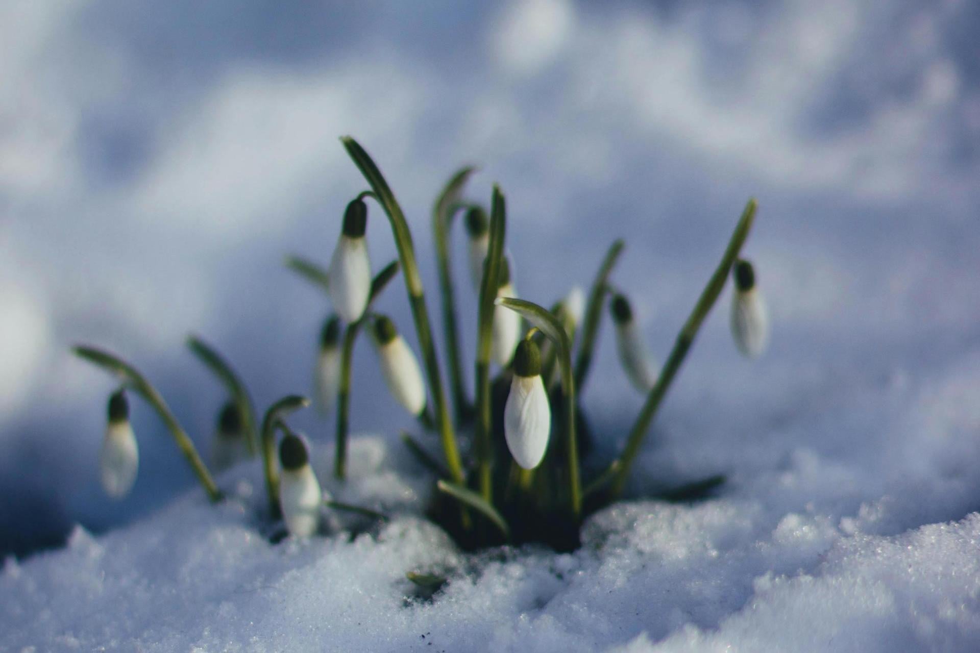 Wiosna coraz bliżej. W przyszłym tygodniu choćby 13°C, możliwy krótki powrót zimy