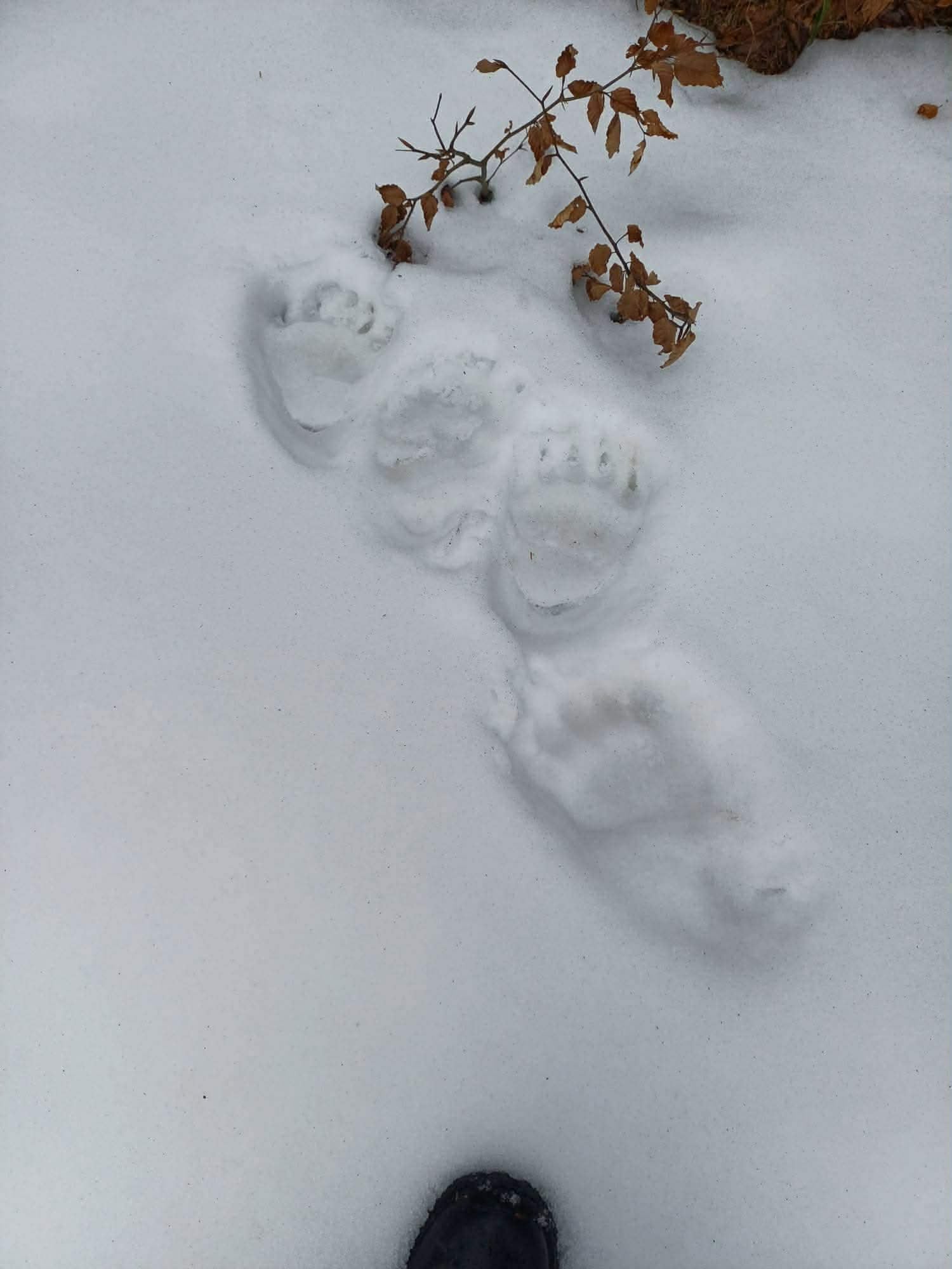  Fot. A.Polański, J. Polański