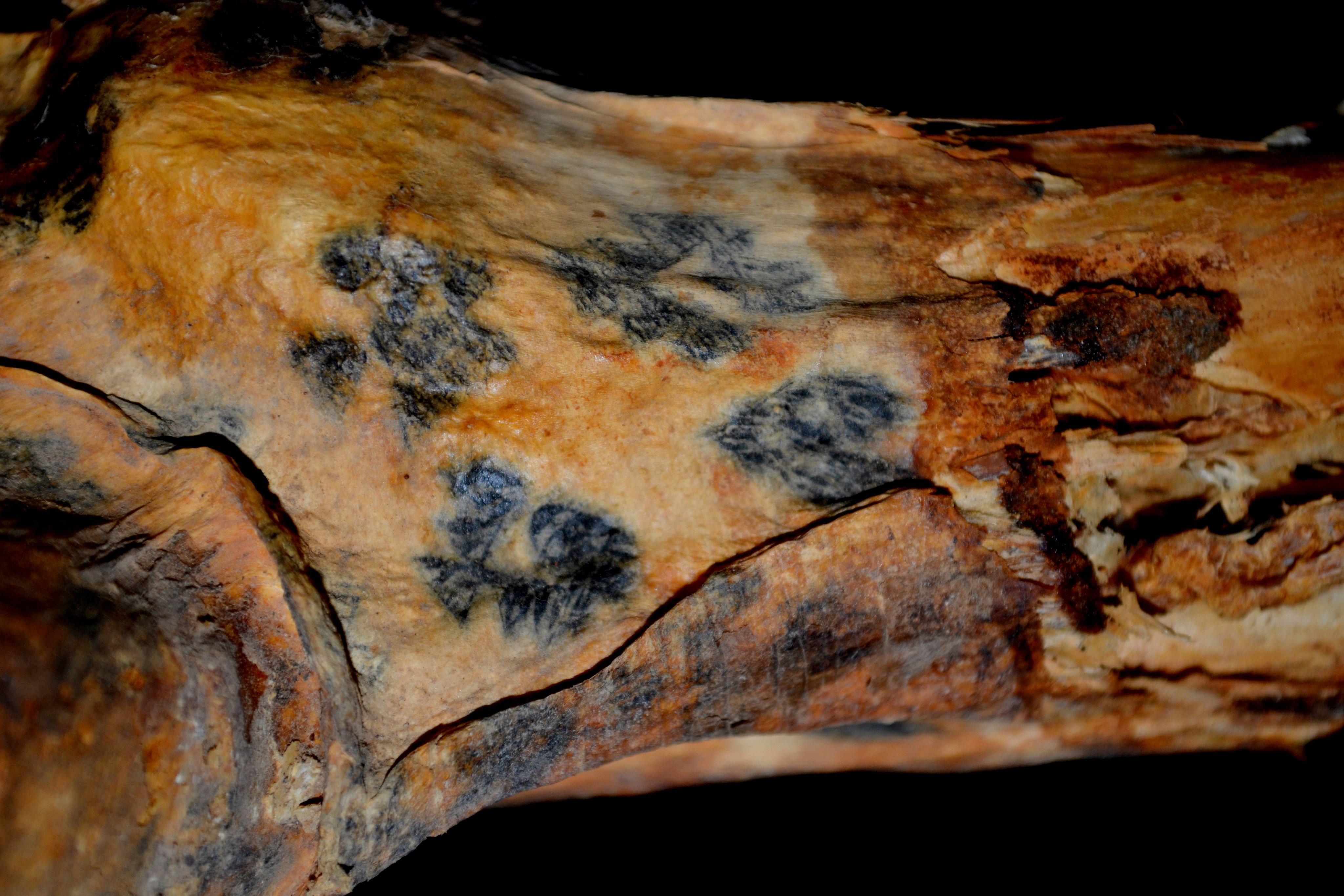 Krakowscy naukowcy badają prekolumbijskie tatuaże. Zdjęcie z kolekcji Museo Arqueológico Arturo Ruiz Estrada