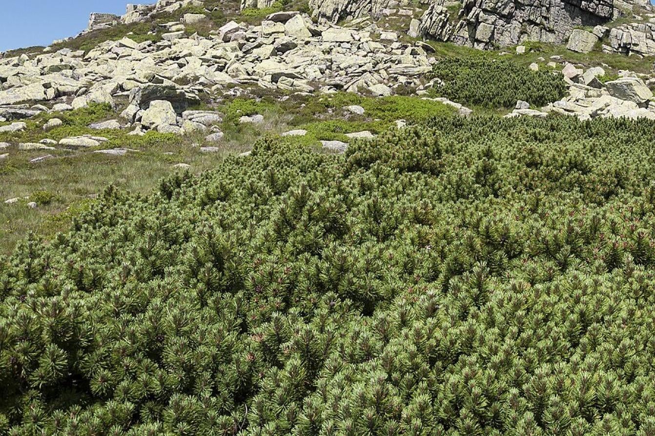 W Tatrach odkryto nowy gatunek grzyba