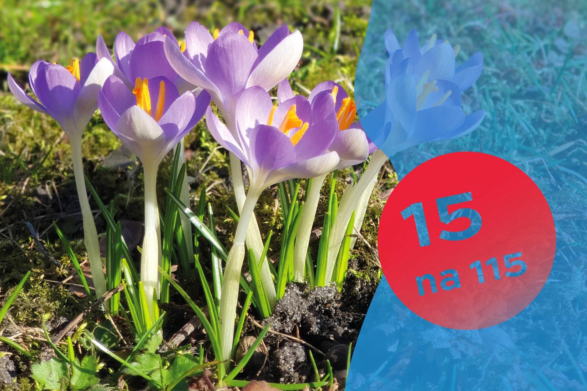 ?Życia marcowe znaki. Spacer etnobotaniczny z Magdaleną Frączek? realizowany w ramach jubileuszowego cyklu spotkań ?15 na 115. Ludzie, rzeczy, miejsca?.