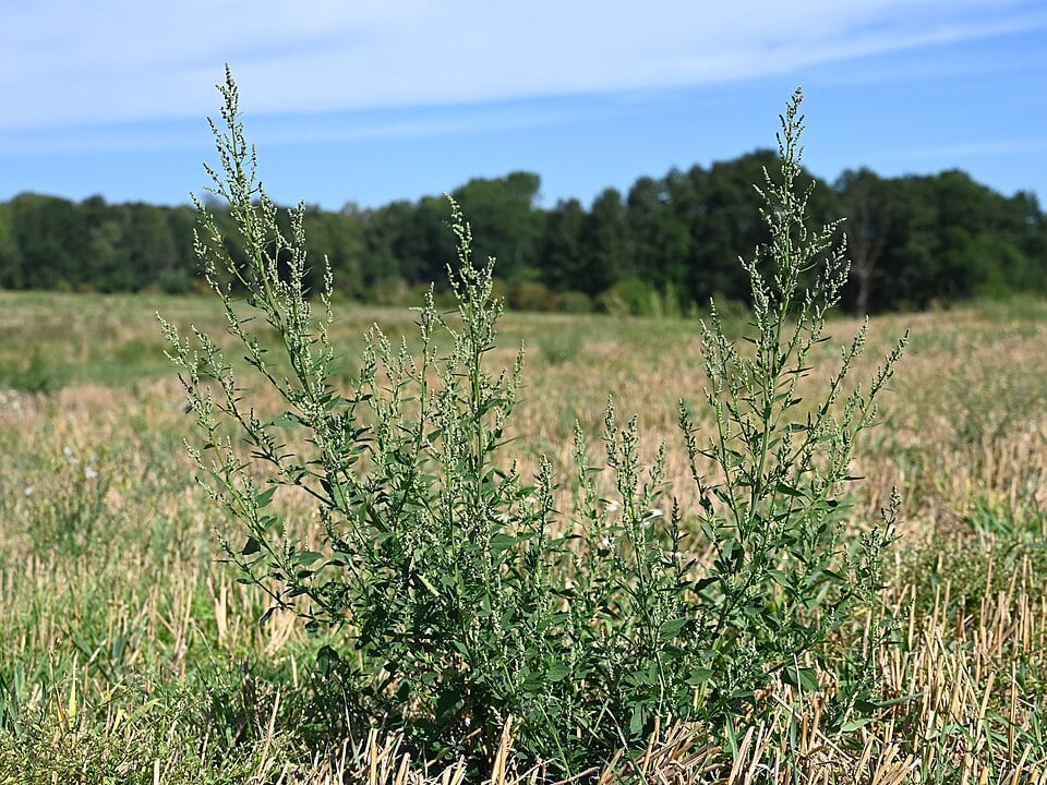 Komosa na rżysku (fot. Krzysztof Ziarnek/Wikipedia)