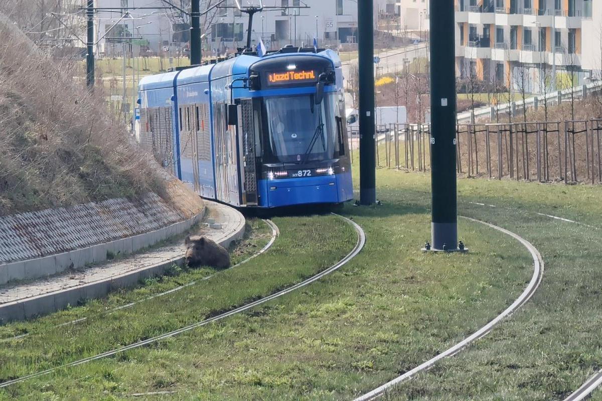 Kraków: dzik wstrzymał ruch tramwajów na Prądniku Białym
