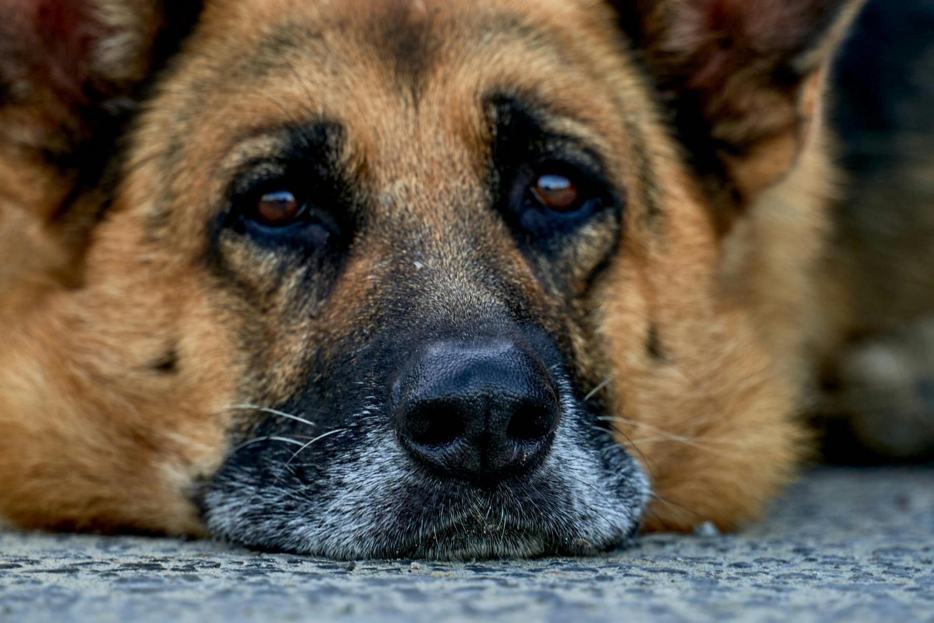 Skandal czy fałszywy alarm? Spór o schronisko w Nowym Targu dzieli mieszkańców