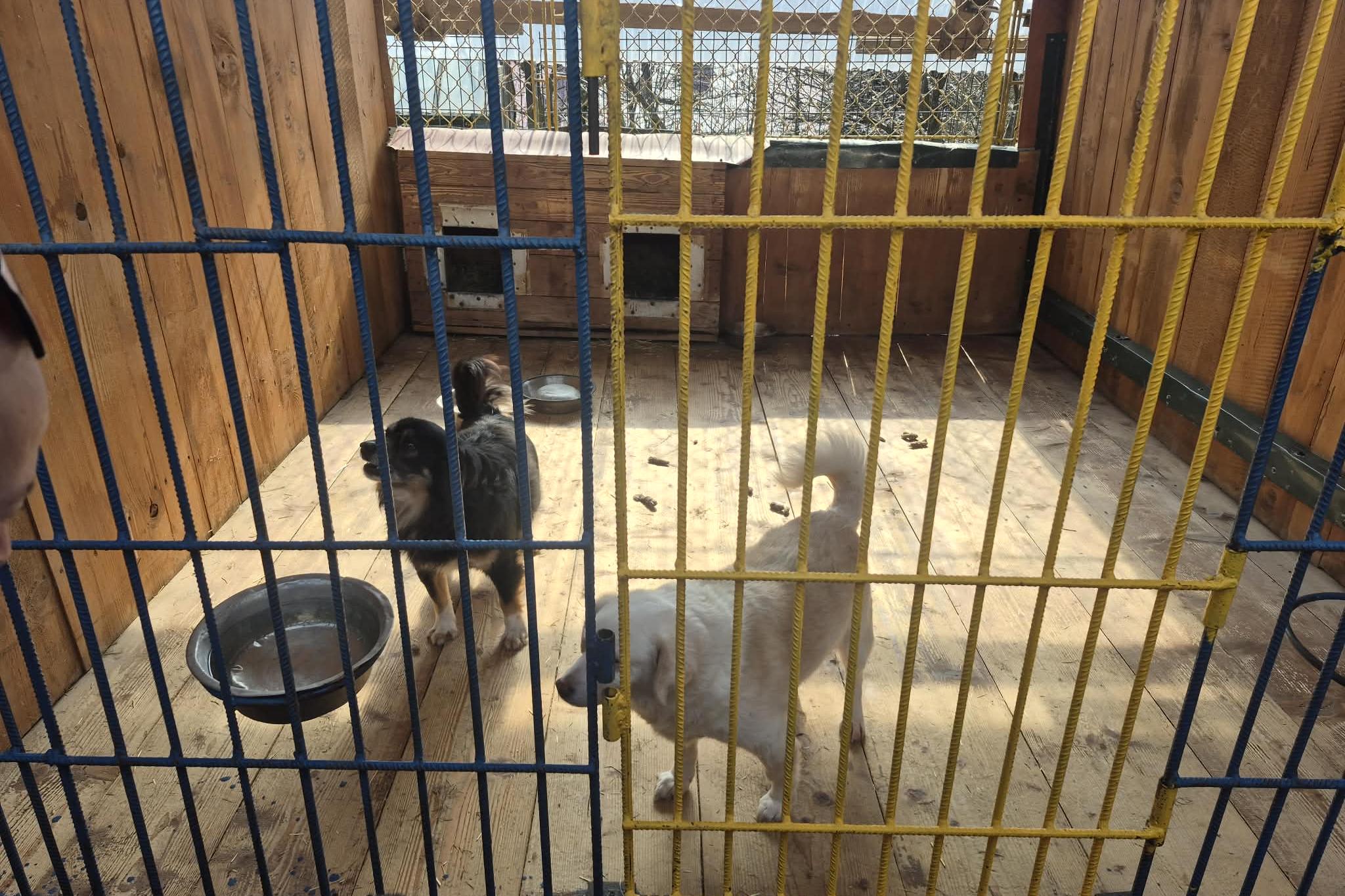 Psy w schronisku w Nowym Targu