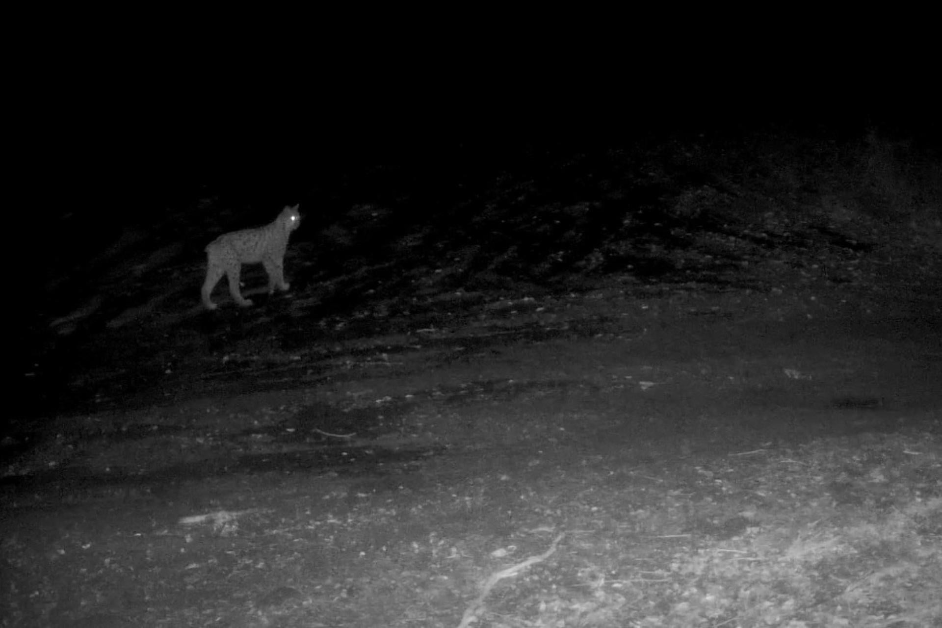 Co tak krzyczy w lesie nocą? Leśnicy pokazali wyjątkowe nagranie